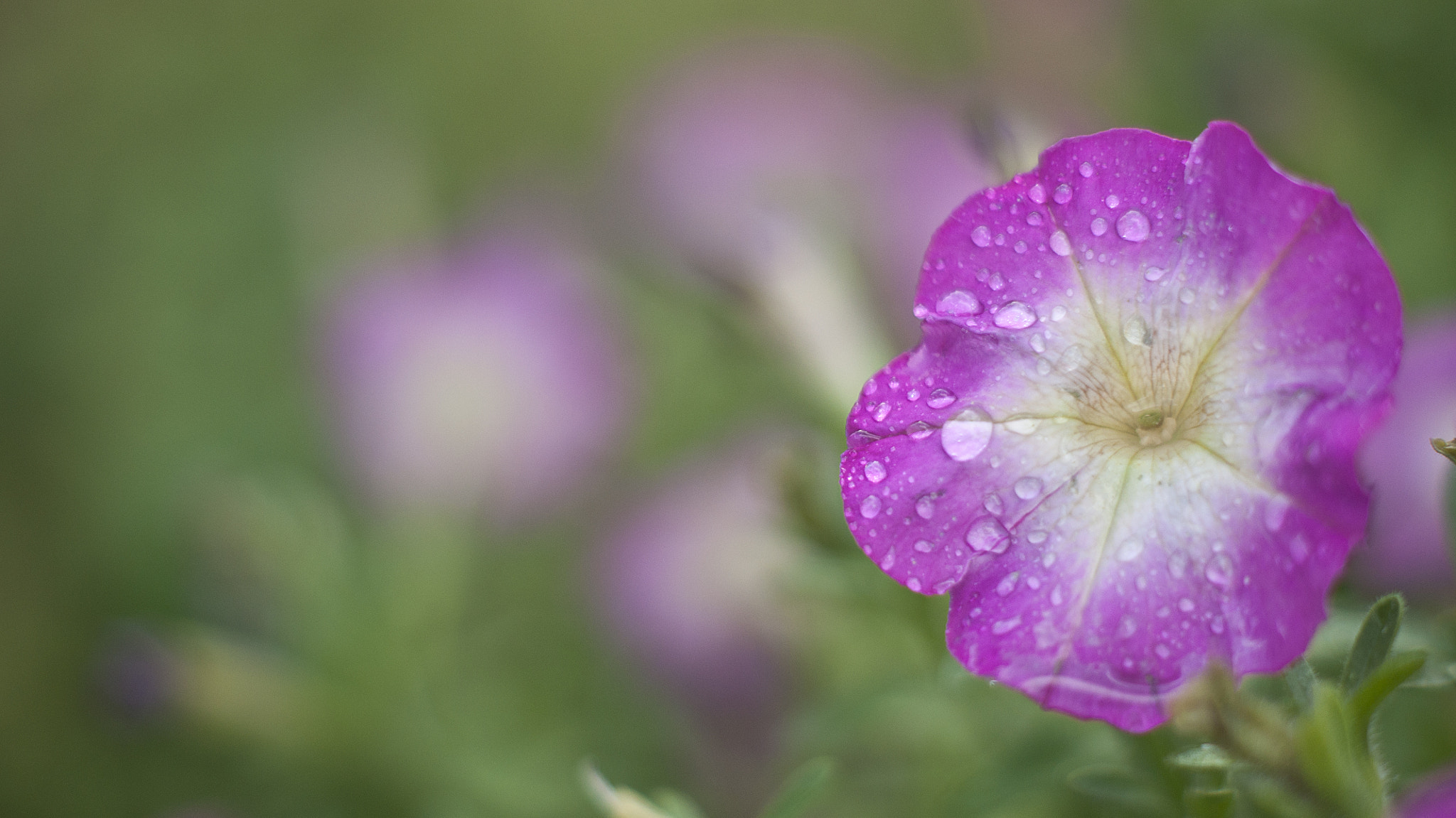 Sony Alpha DSLR-A700 + Sony DT 50mm F1.8 SAM sample photo. Lovely bokeh in nature photography