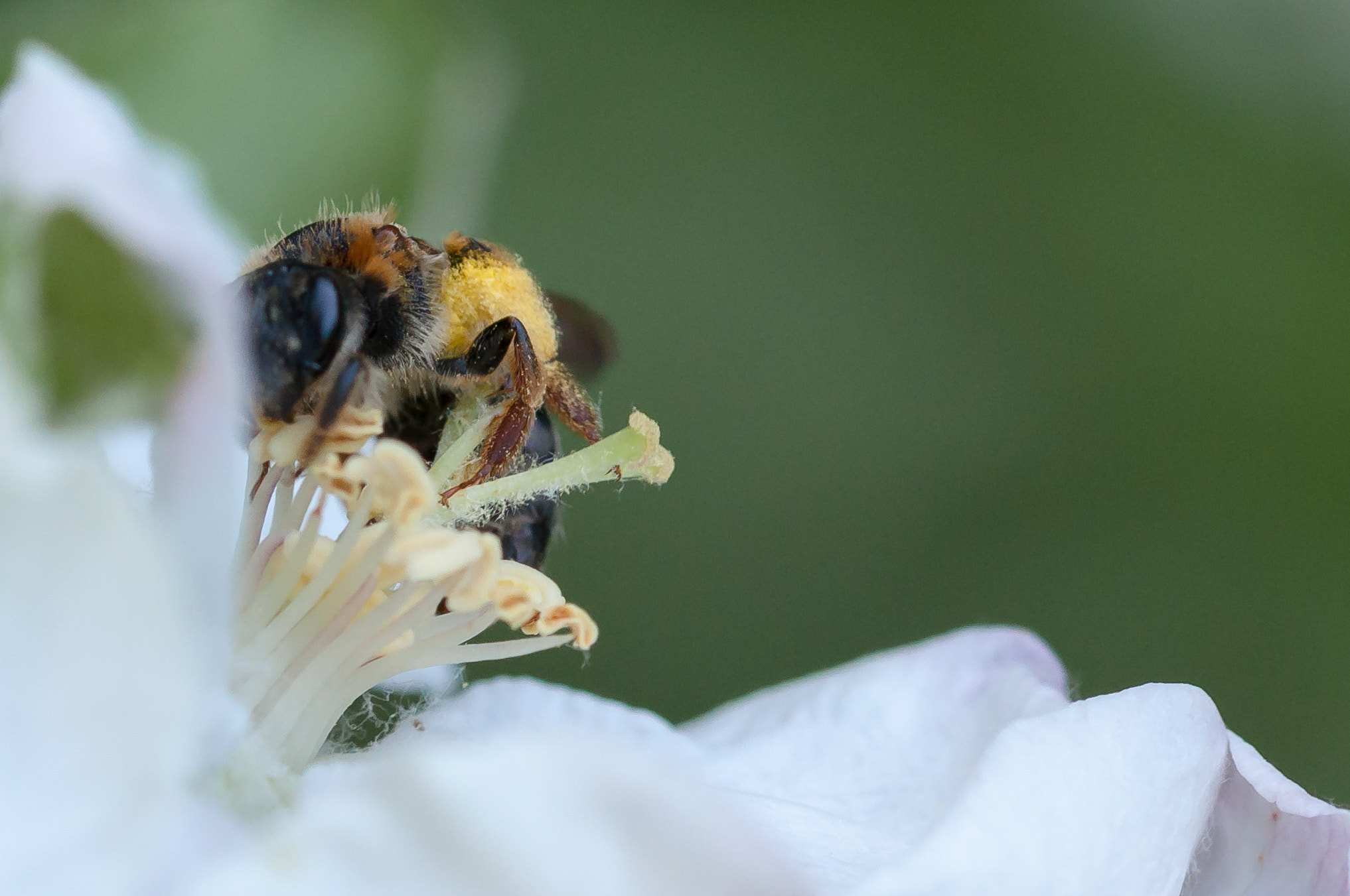 Sigma 105mm F2.8 EX DG OS HSM sample photo. Bee at work photography