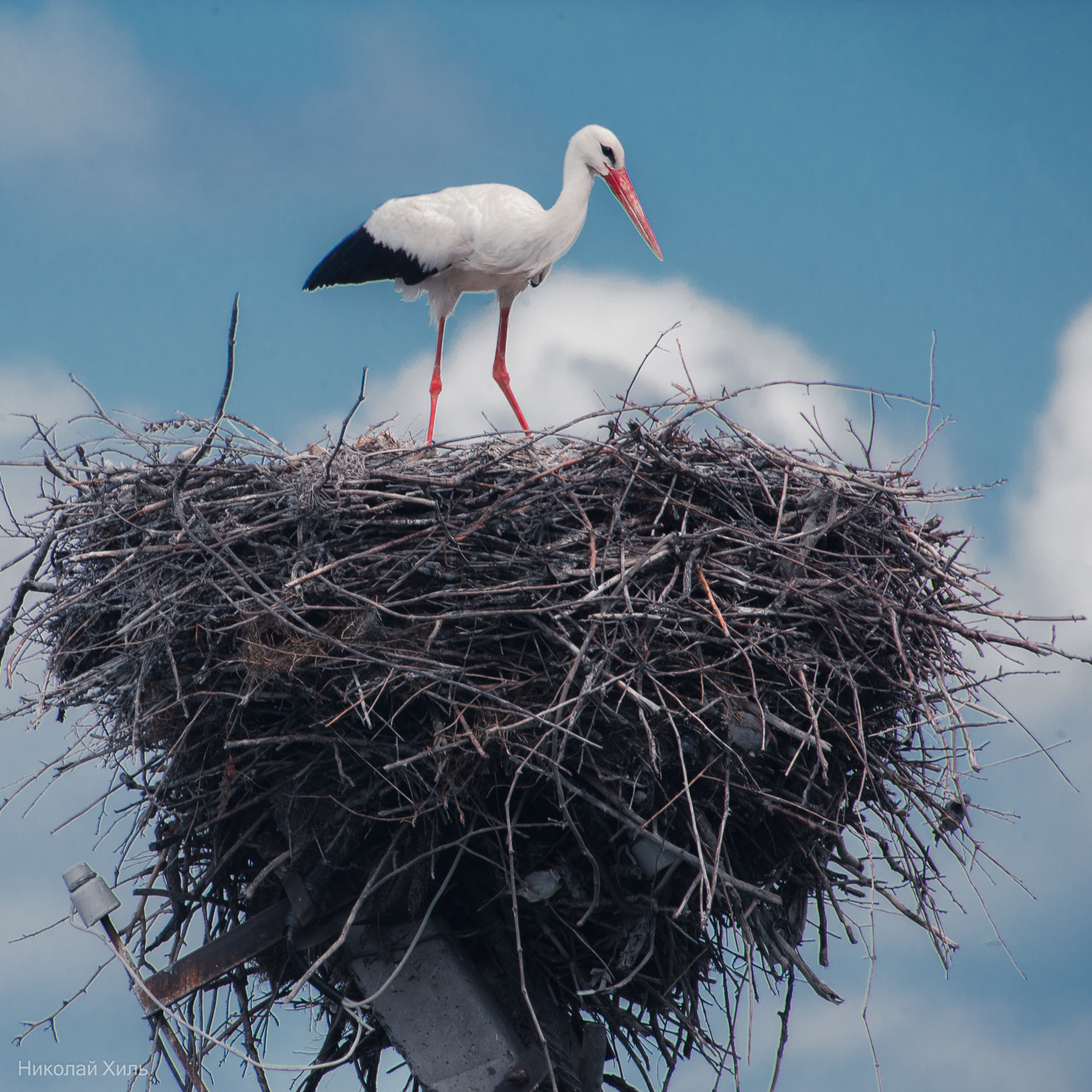 Sigma APO 170-500mm F5-6.3 Aspherical RF sample photo. Stork photography