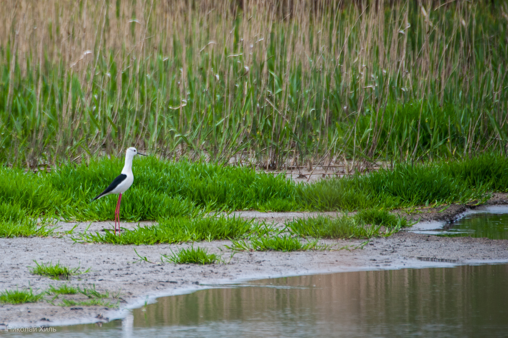 Sigma APO 170-500mm F5-6.3 Aspherical RF sample photo. Russia, birds, nature, black-winged stilt, rostov photography