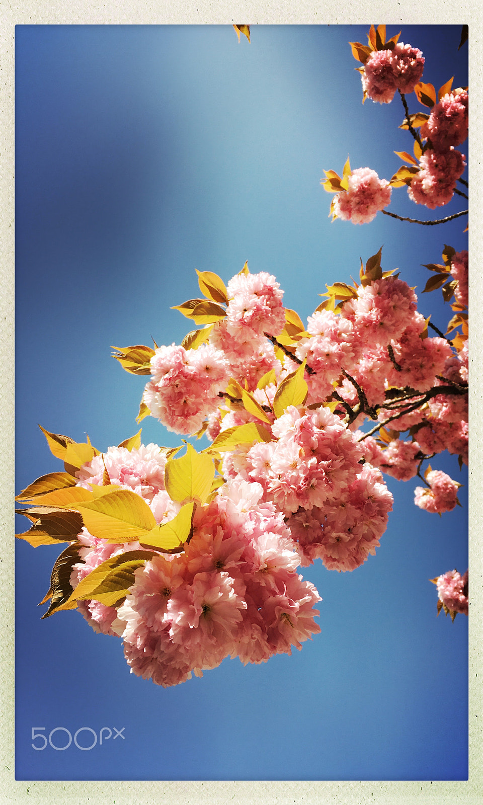 Hipstamatic 312 sample photo. Last blossoms photography