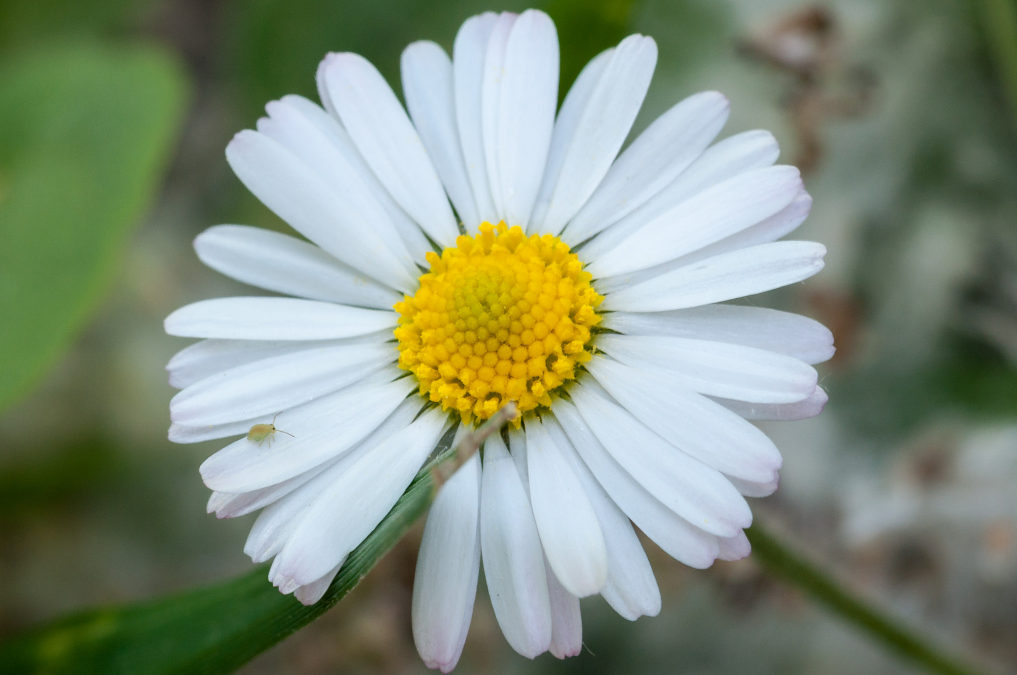 Sigma 105mm F2.8 EX DG OS HSM sample photo. Can you see me? photography