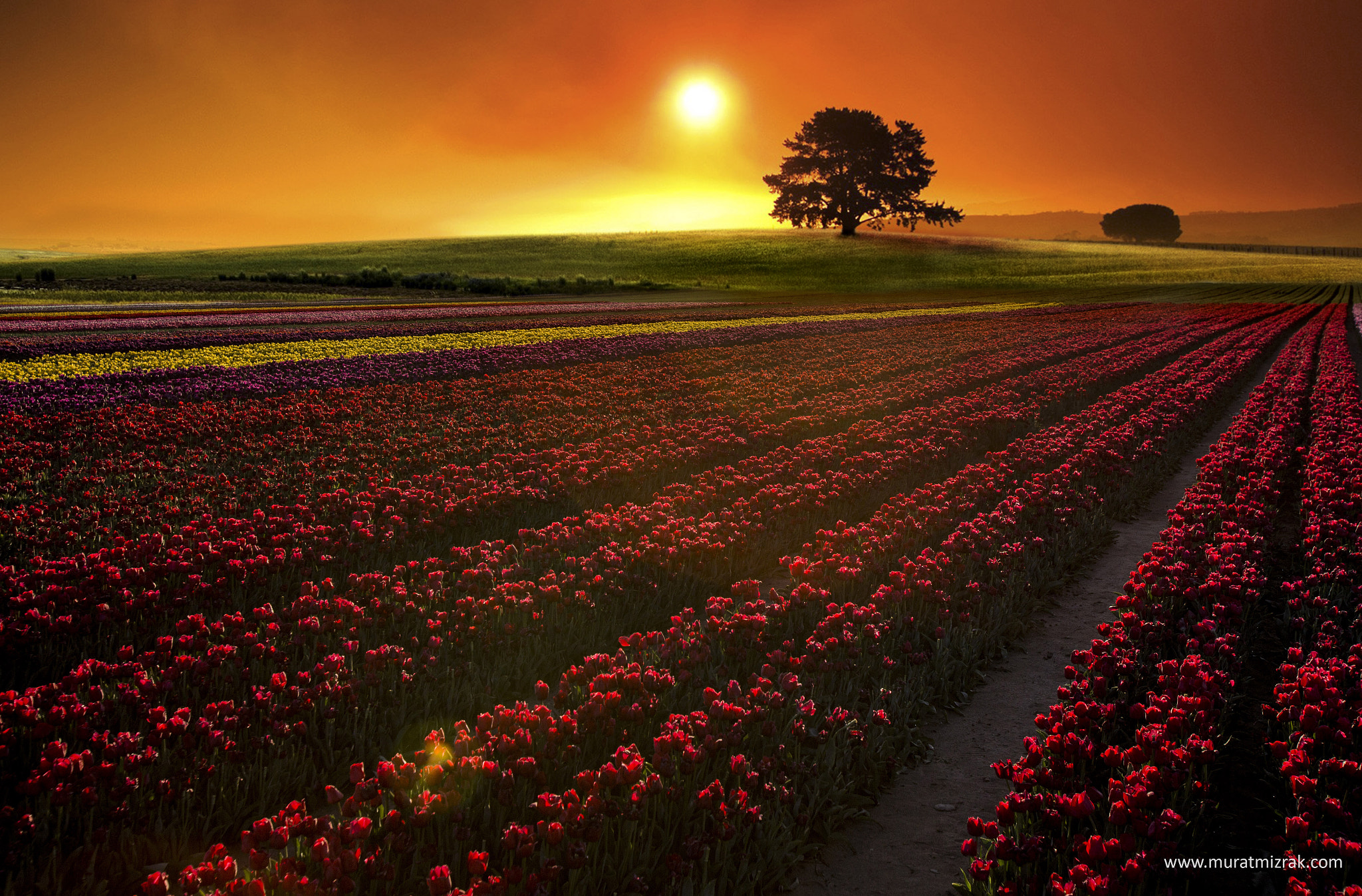 Canon EOS 6D + Canon EF 16-35mm F2.8L USM sample photo. Red tulips field photography