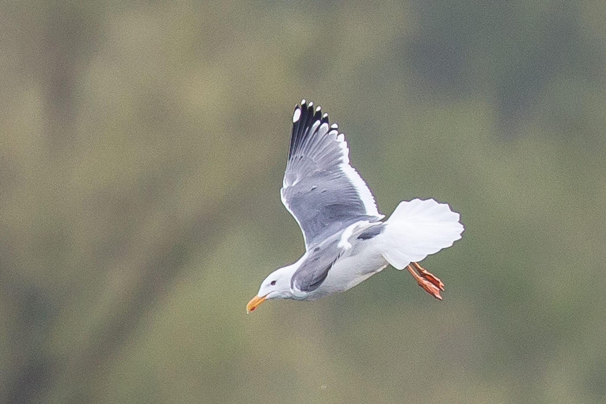 Canon EOS 70D + Canon EF 600mm F4L IS II USM sample photo. Yellow-legged gull photography