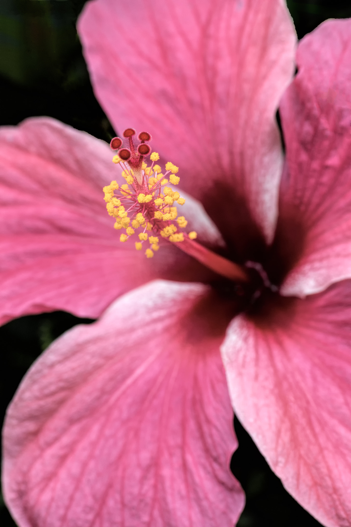 Tamron SP AF 90mm F2.8 Di Macro sample photo. Pink hibiscus photography