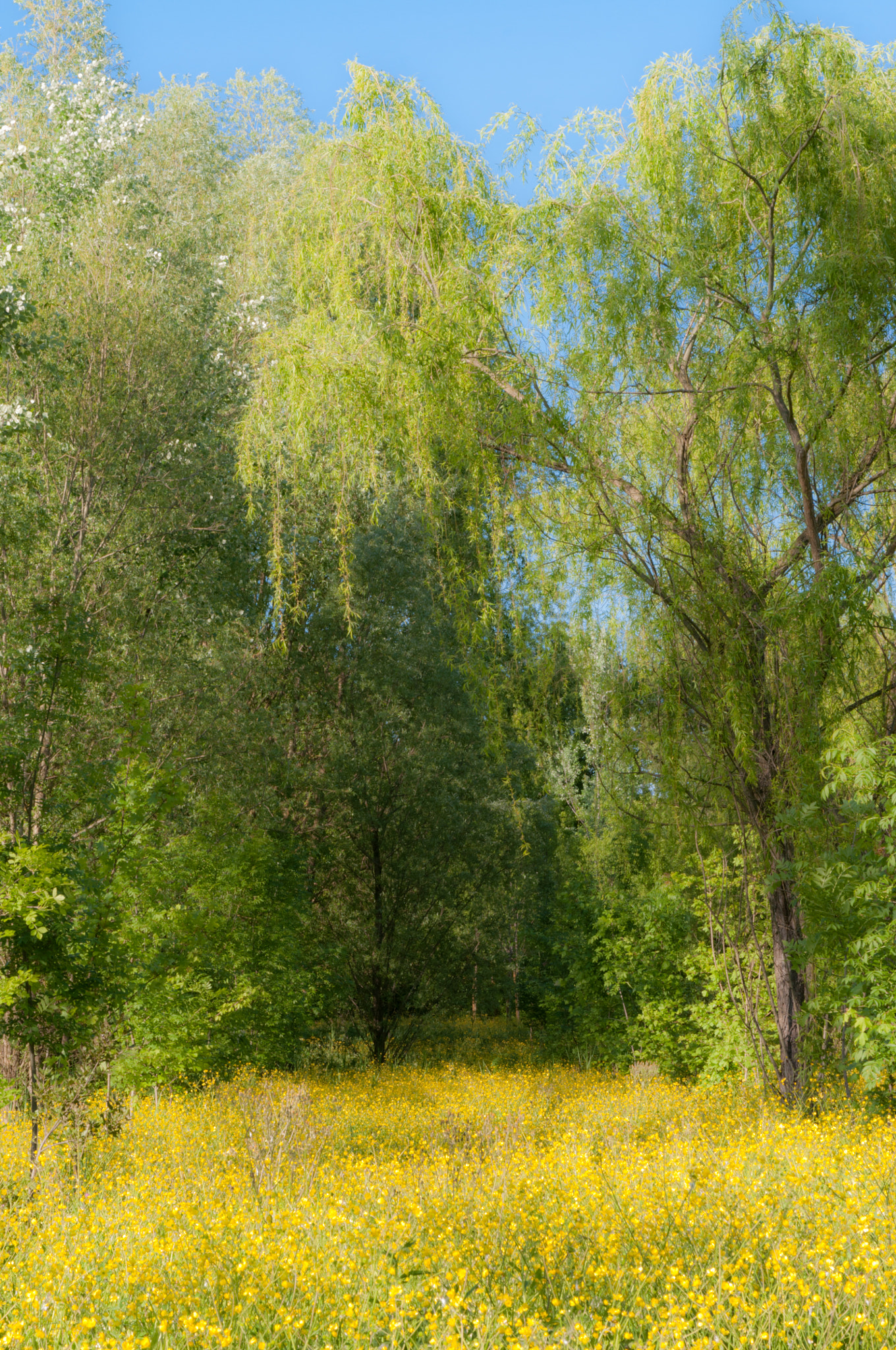 Sigma 17-70mm F2.8-4 DC Macro OS HSM | C sample photo. Like monet photography