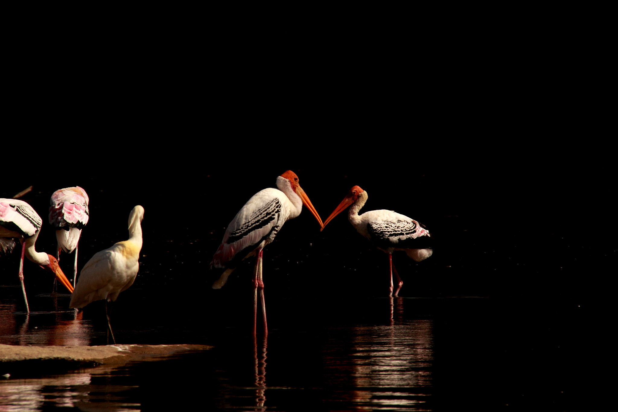 Canon EOS 50D + Canon EF-S 18-200mm F3.5-5.6 IS sample photo. Tehpaintedstorks photography