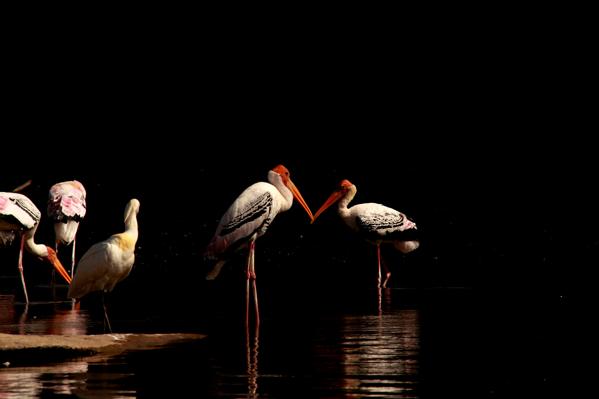 Canon EF-S 18-200mm F3.5-5.6 IS sample photo. Tehpaintedstorks photography