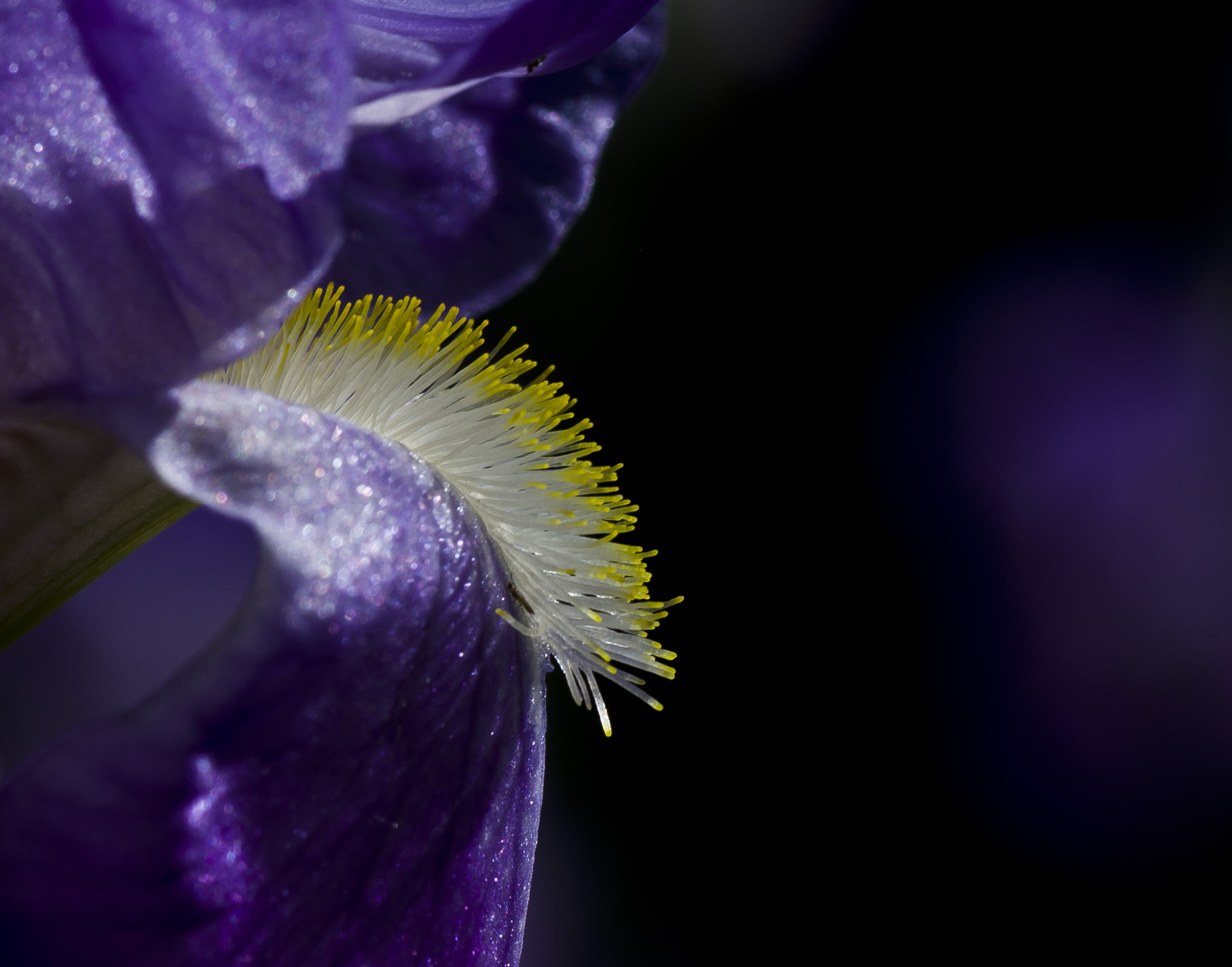 Tamron SP AF 90mm F2.8 Di Macro sample photo. Iris effect photography