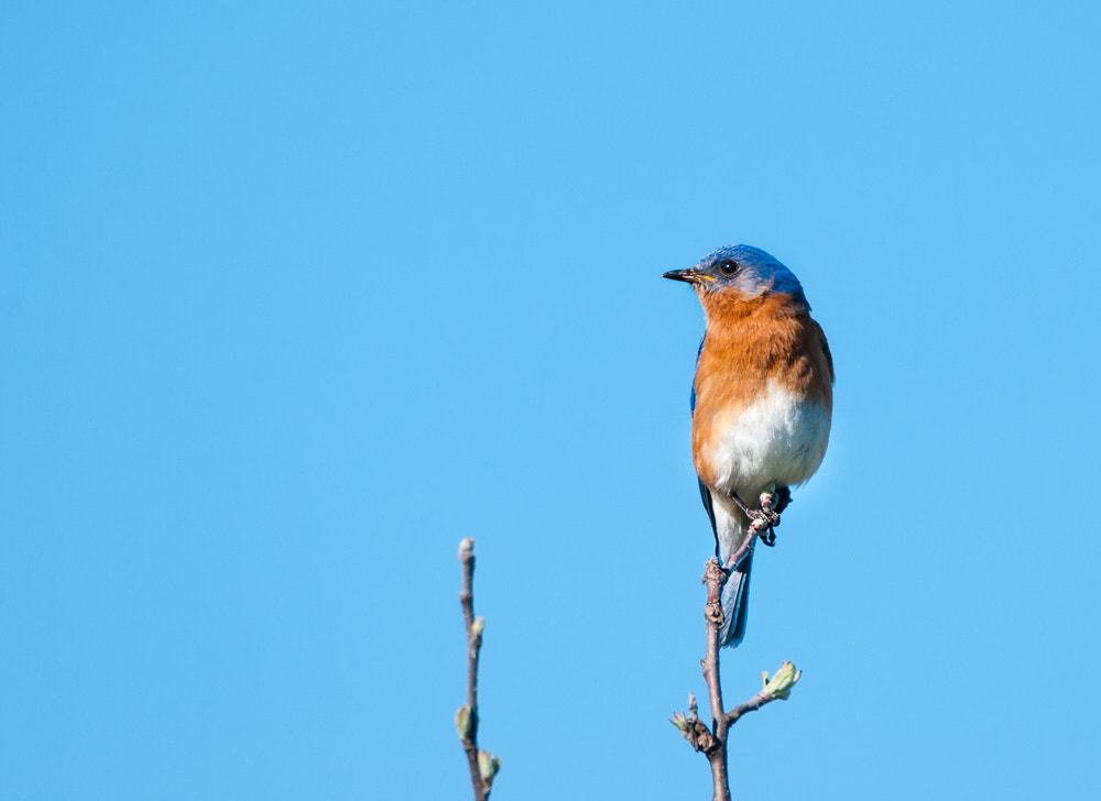 Sigma 150-600mm F5-6.3 DG OS HSM | C sample photo. Tree top blue photography