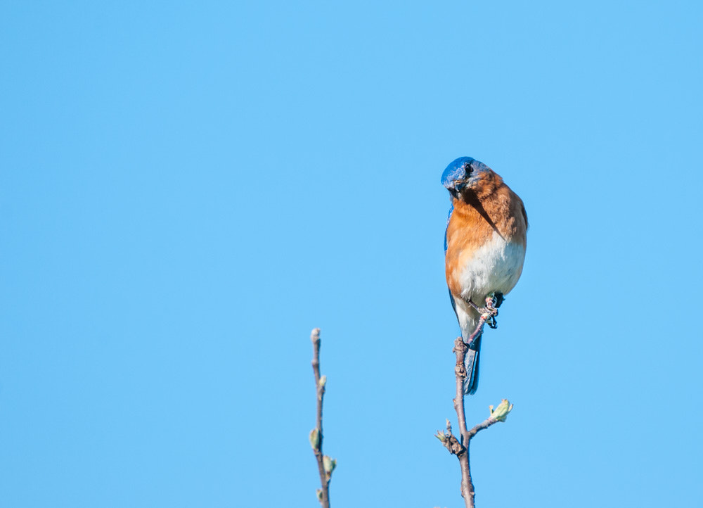 Sigma 150-600mm F5-6.3 DG OS HSM | C sample photo. Tree top blue photography