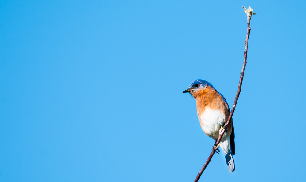 Sigma 150-600mm F5-6.3 DG OS HSM | C sample photo. Tree top blue photography