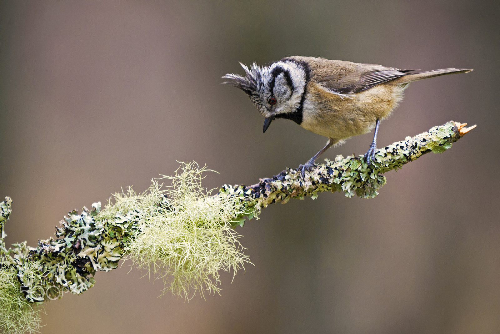 Panasonic Lumix DMC-GX7 + LEICA DG 100-400/F4.0-6.3 sample photo. Crested tit photography