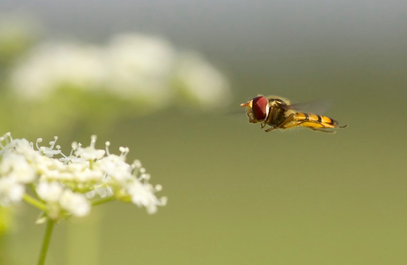 Canon EOS 50D + Sigma 105mm F2.8 EX DG Macro sample photo. Naturaren opariak photography