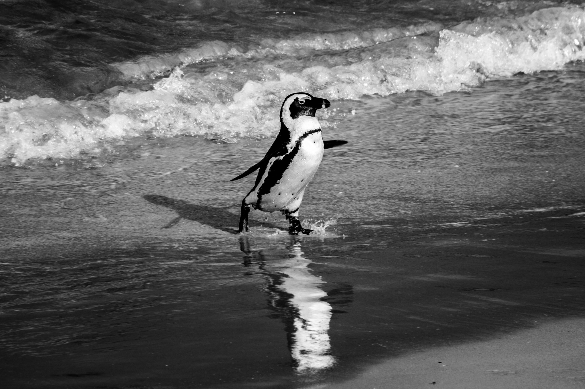 Sigma 18-250mm F3.5-6.3 DC OS HSM sample photo. Run! photography
