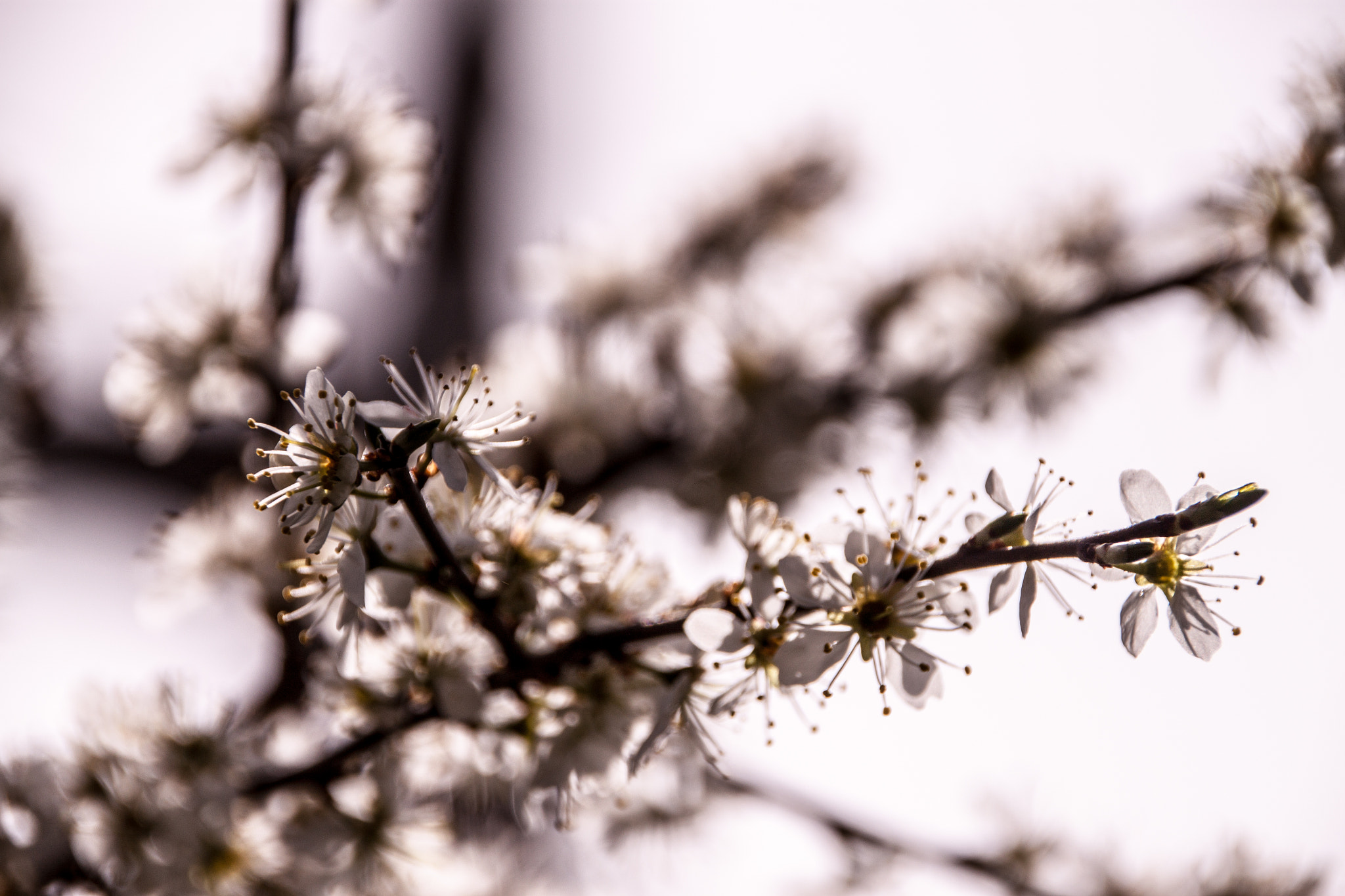 Sigma 18-250mm F3.5-6.3 DC OS HSM sample photo. Spring feelings photography