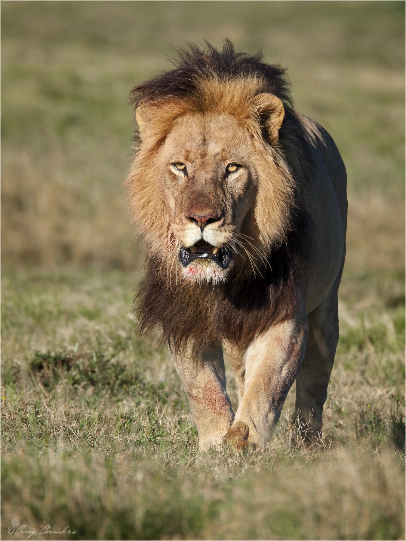 Canon EF 500mm F4L IS USM sample photo. Intent.jpg photography