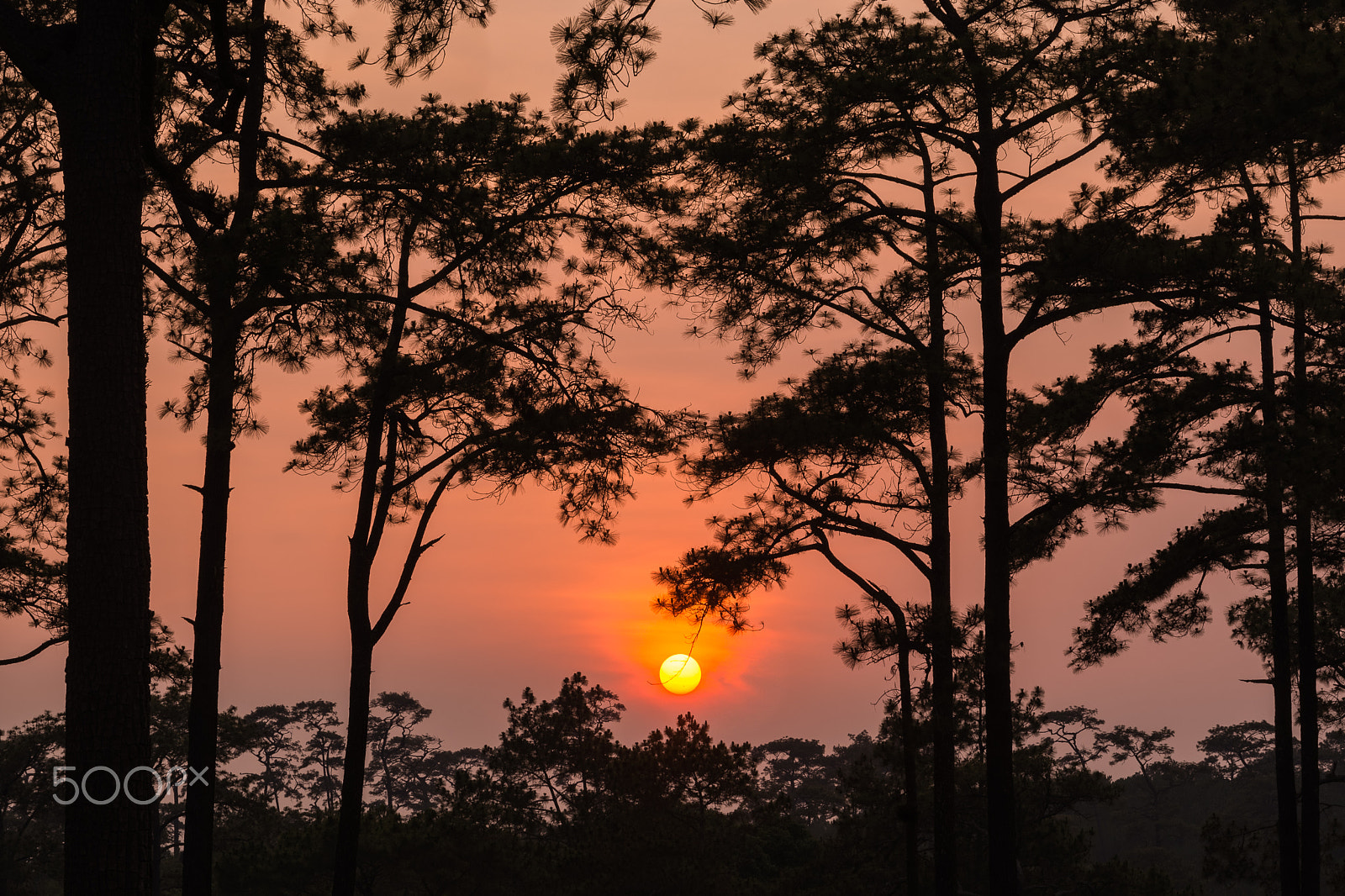 Nikon D5200 + Sigma 17-70mm F2.8-4 DC Macro OS HSM | C sample photo. Pine sunset silhouette photography