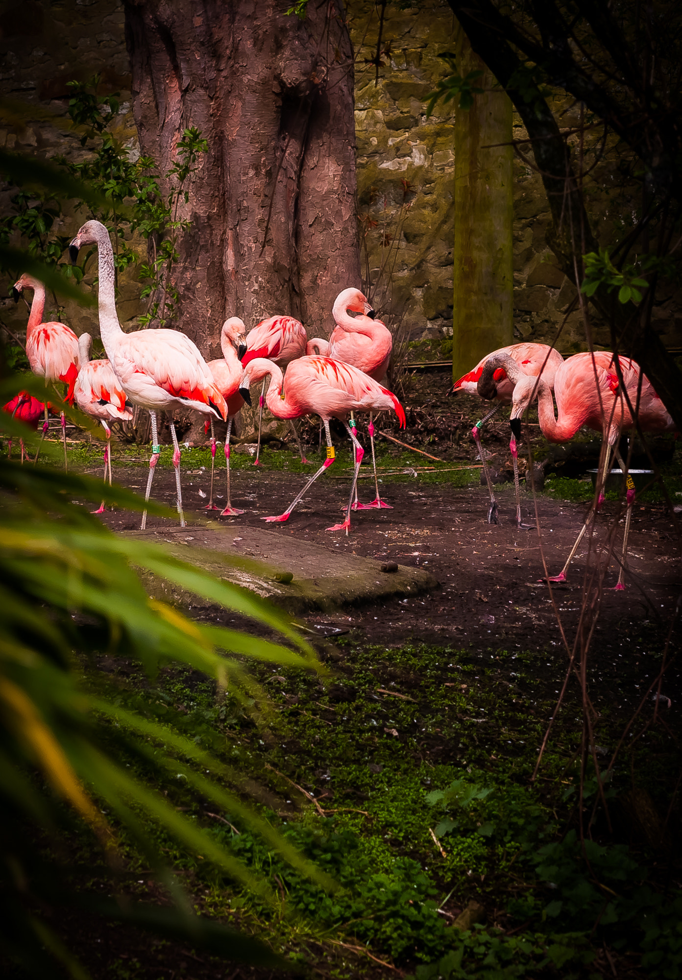 Nikon D300 + Sigma 50mm F1.4 DG HSM Art sample photo. Flamingos in the trees photography