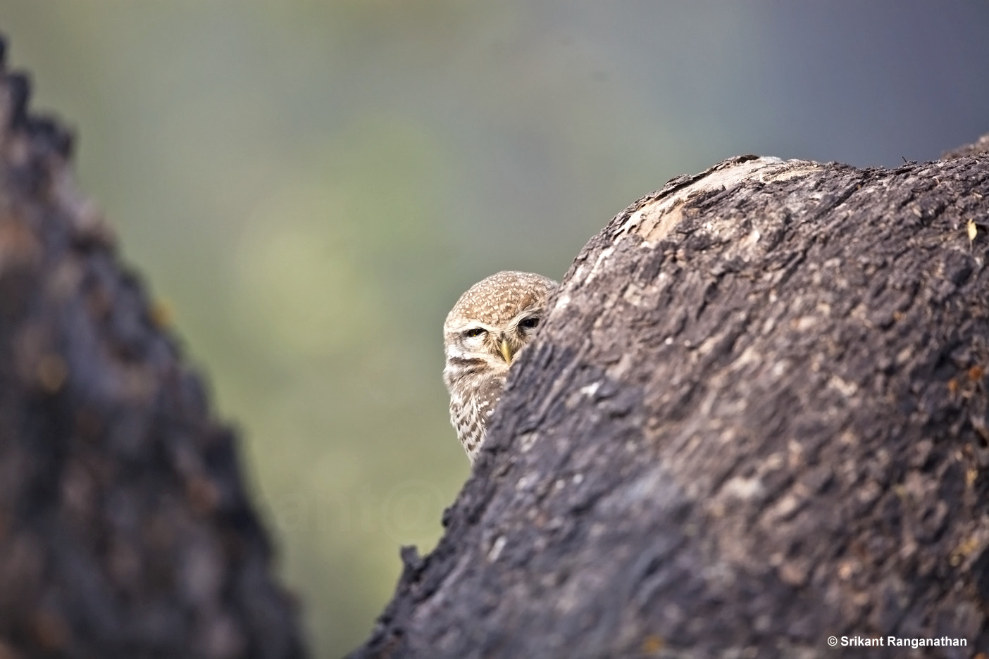 Canon EF 500mm F4L IS II USM sample photo. A sleepy spotted owlet photography