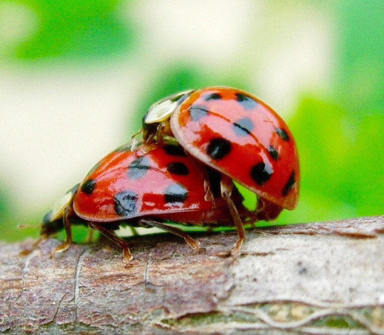 Nikon E5200 sample photo. Coccinelle , in intimità photography