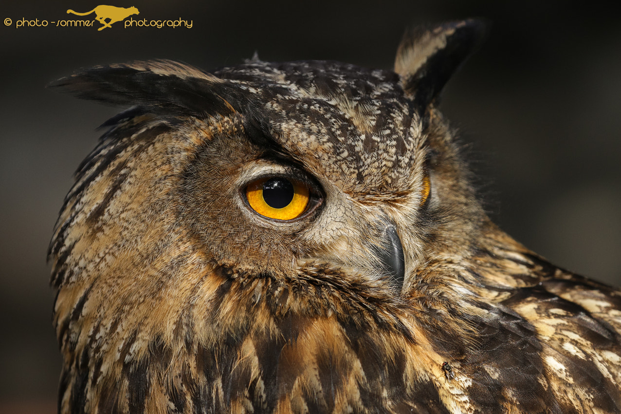Canon EOS 70D + Canon EF 100-400mm F4.5-5.6L IS II USM sample photo. Eagle owl photography