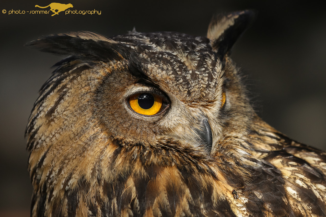Canon EF 100-400mm F4.5-5.6L IS II USM sample photo. Eagle owl photography