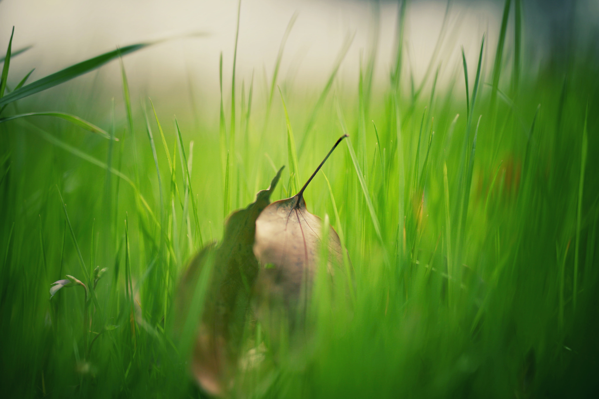 Canon 50mm sample photo. Early spring photography
