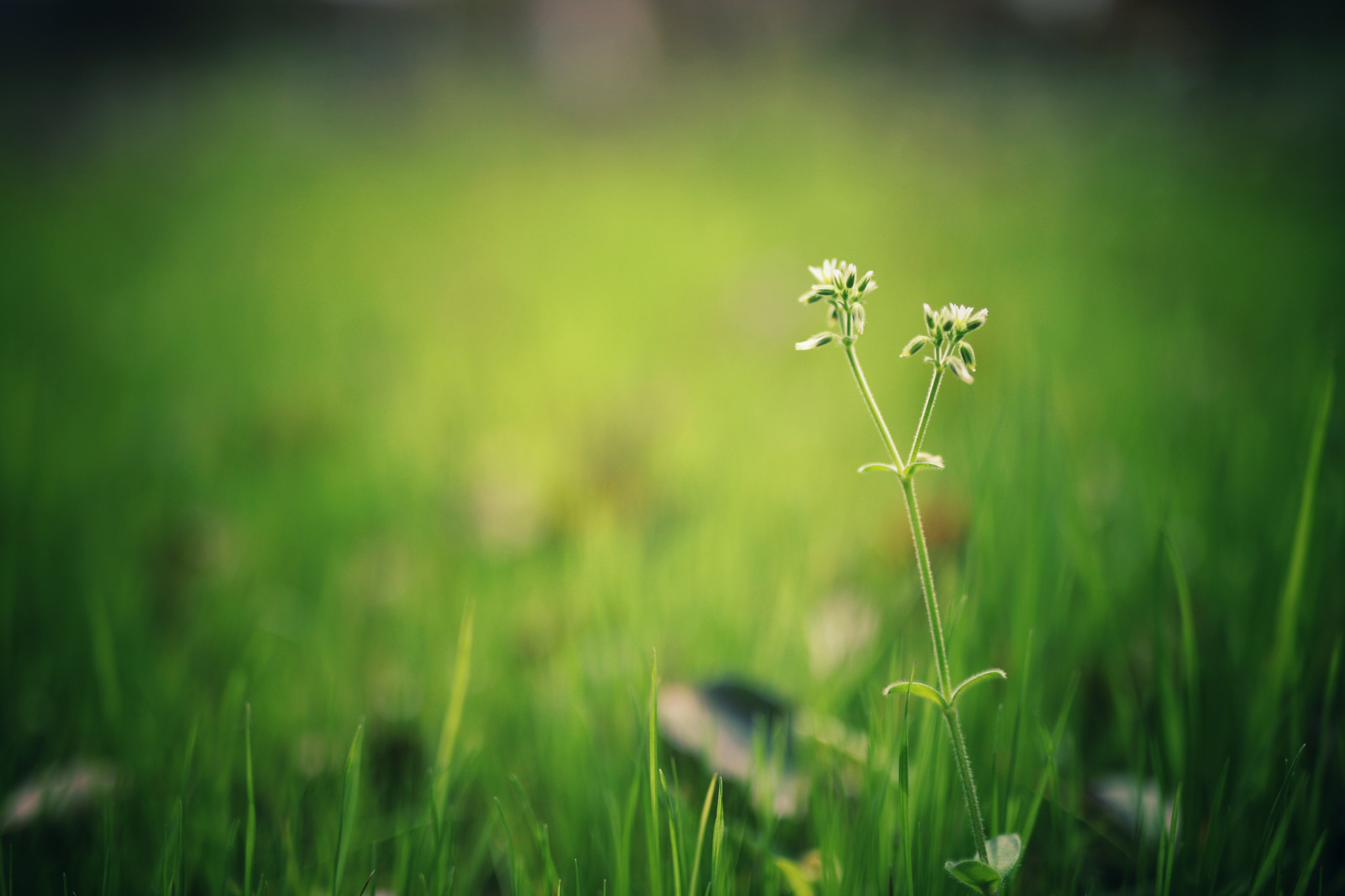 Canon 50mm sample photo. Early spring photography