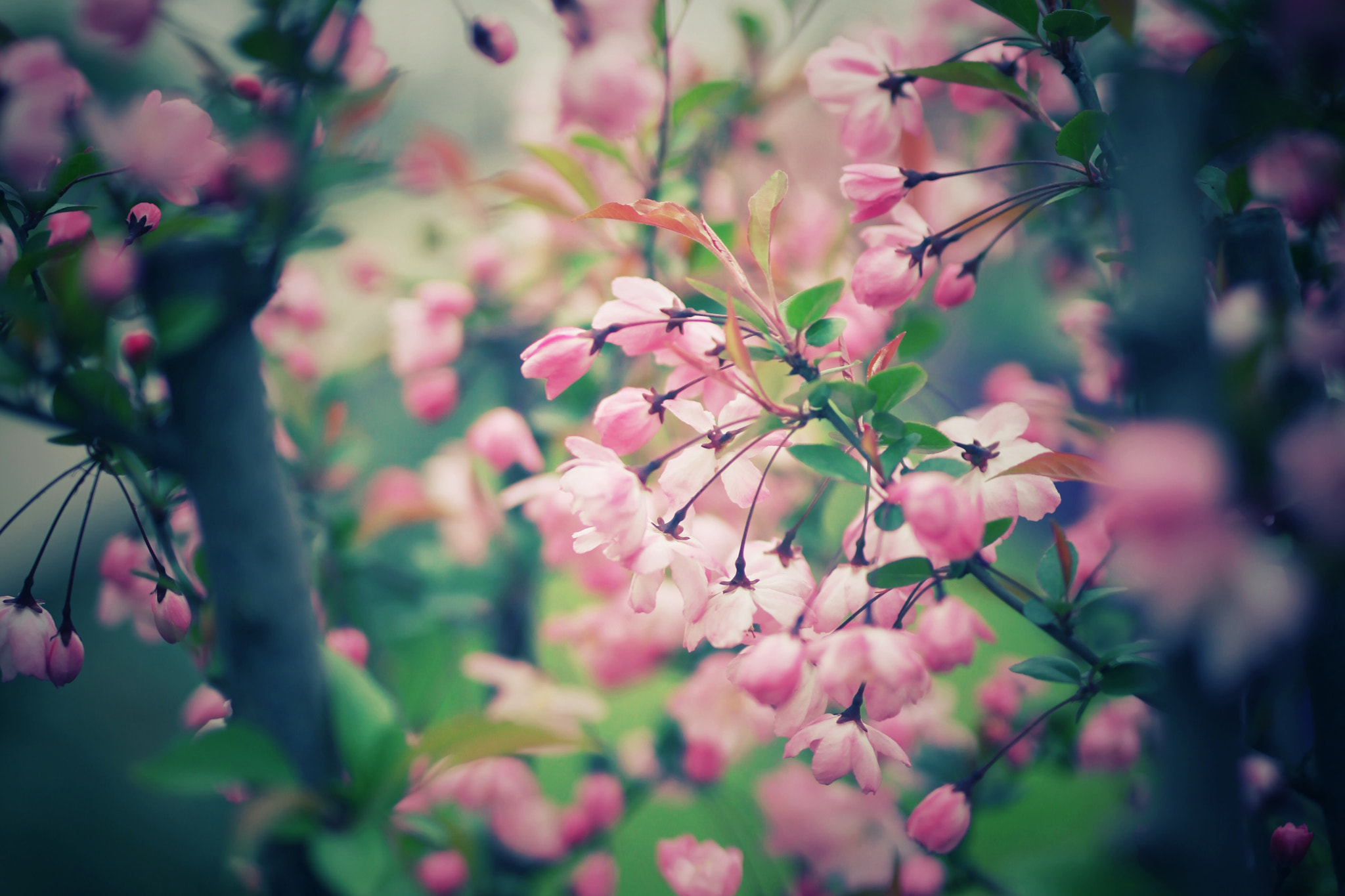 Canon 50mm sample photo. Early spring (art 50) photography