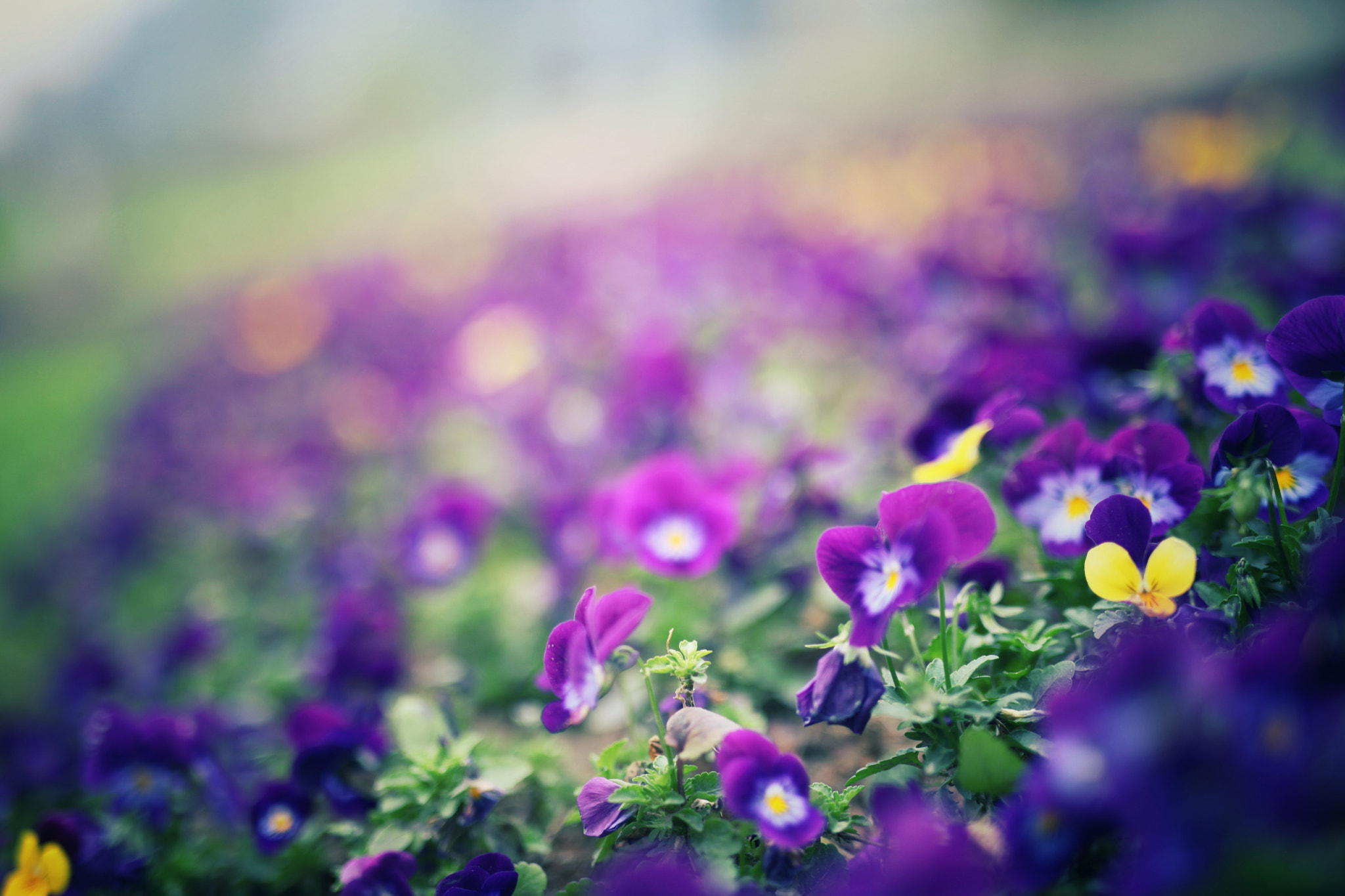 Canon 50mm sample photo. Early spring(art 50) photography
