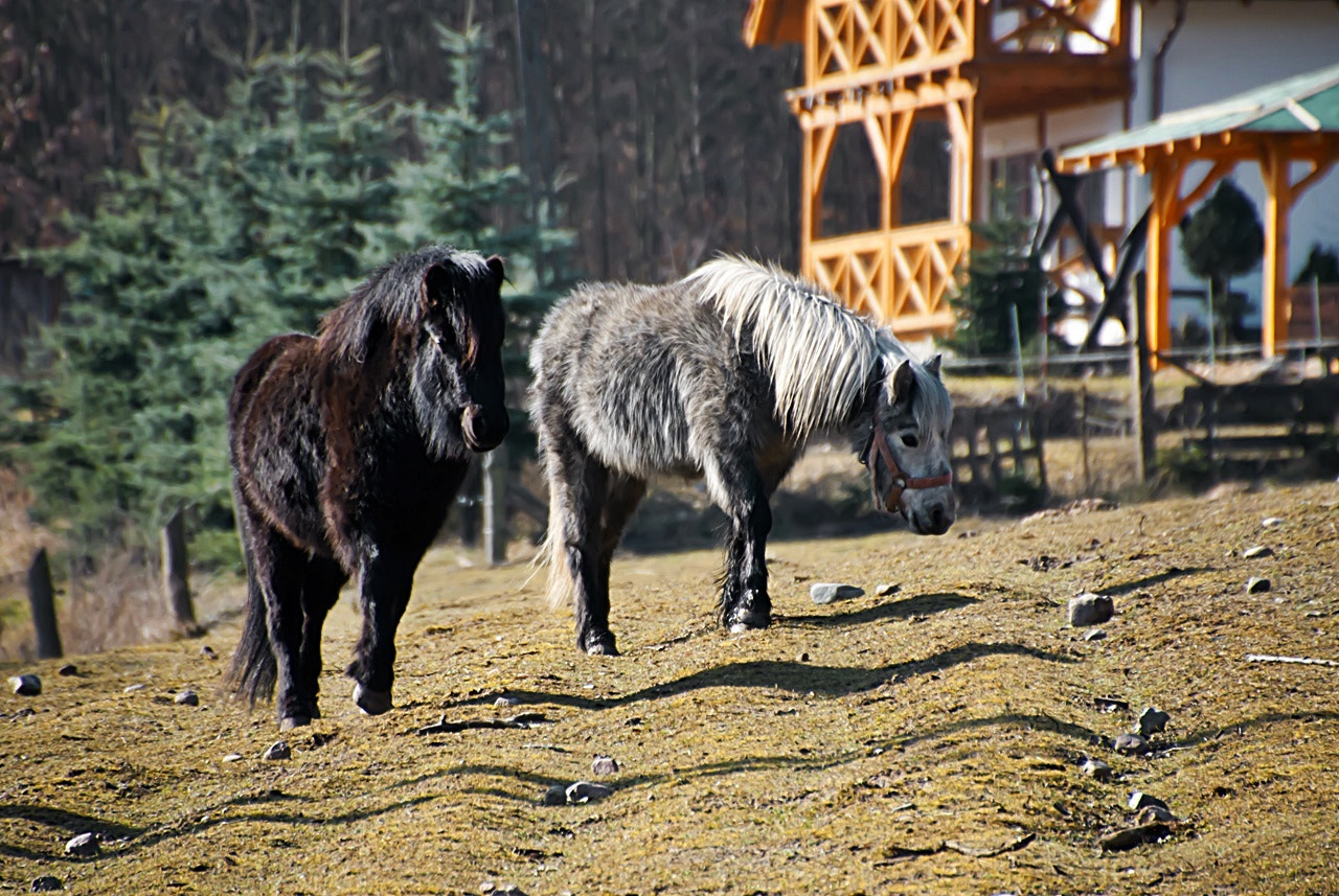 Sony Alpha DSLR-A300 + DT 18-270mm F3.5-6.3 SSM sample photo. Przyjaźń photography