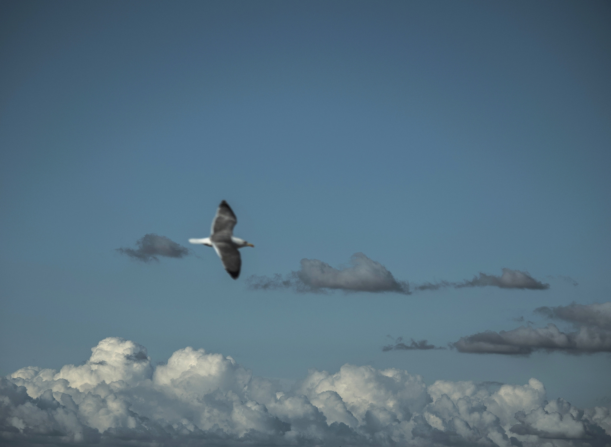 Panasonic Lumix DMC-GX8 sample photo. Fly high photography
