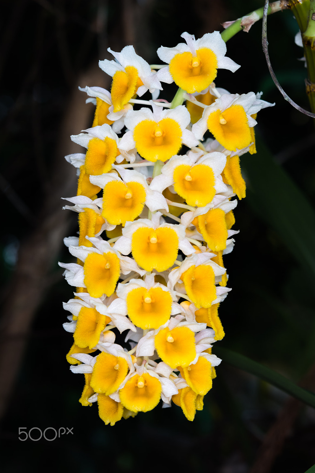 Nikon AF-S Micro-Nikkor 60mm F2.8G ED sample photo. Dendrobium thyrsiflorum orchids photography