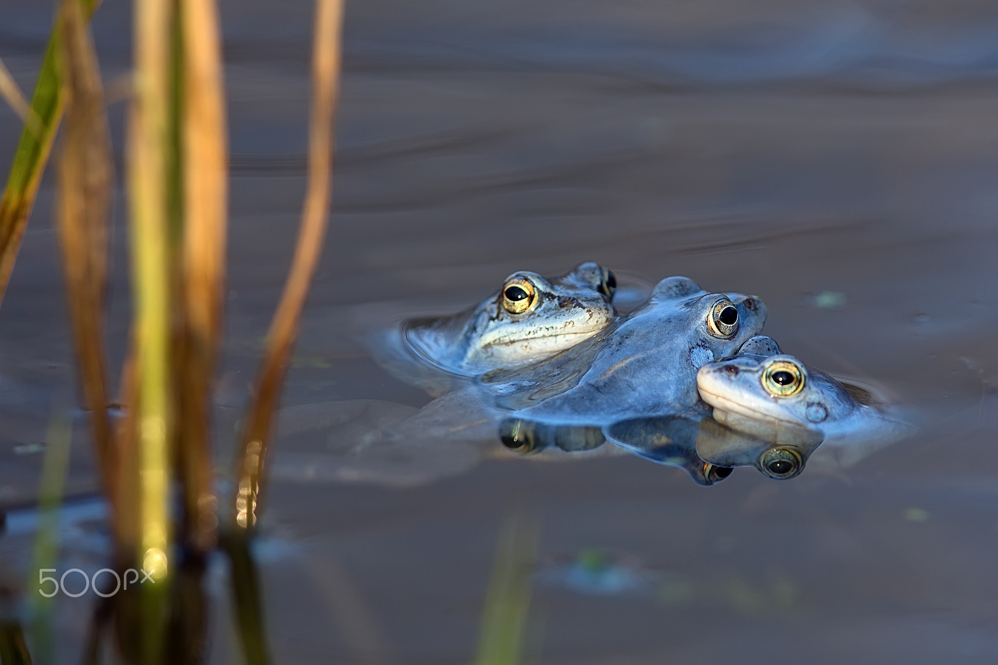 Moor frogs on the lake