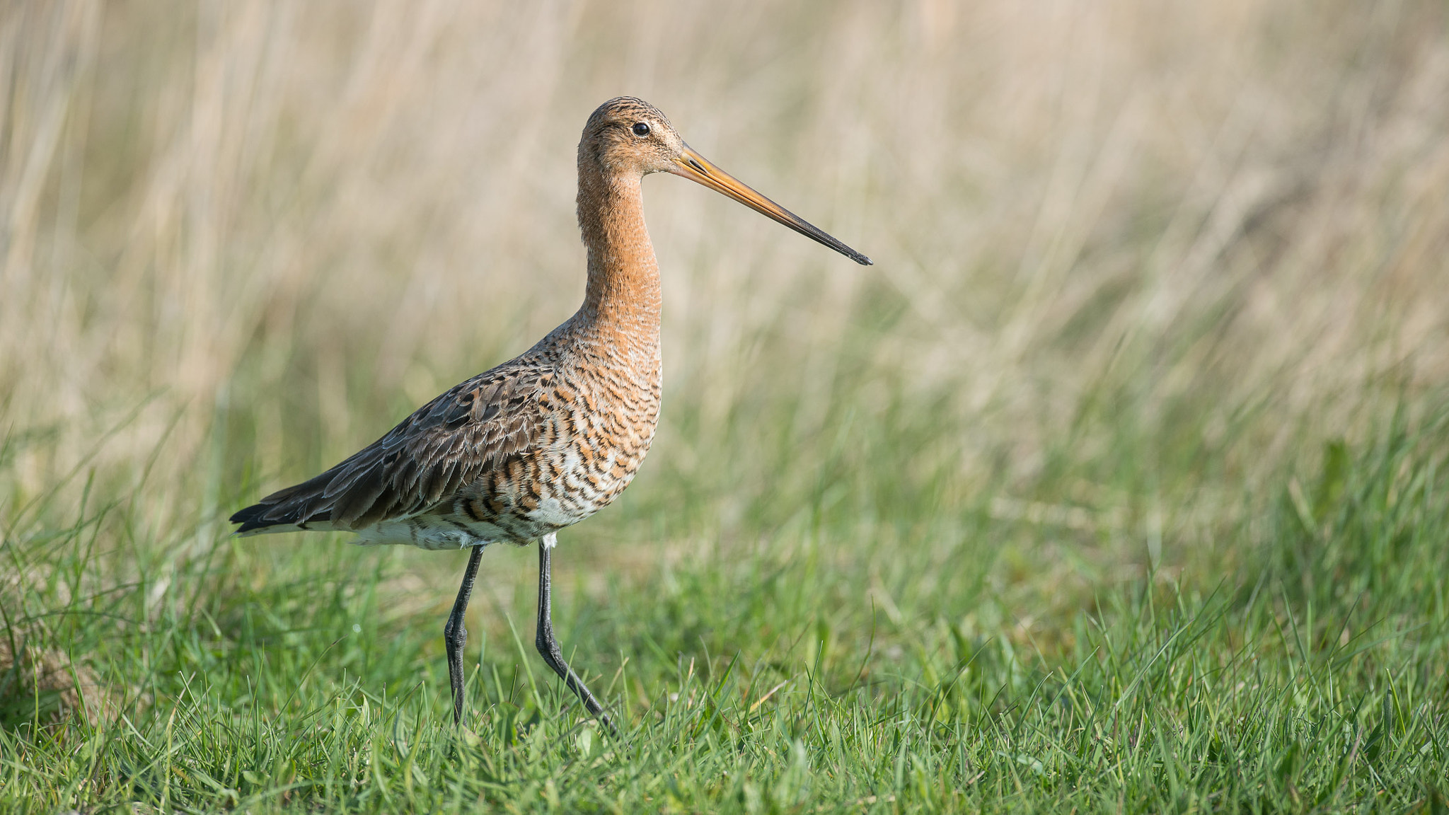 Nikon D800 + Nikon AF-S Nikkor 500mm F4G ED VR sample photo. Uferschnepfe photography