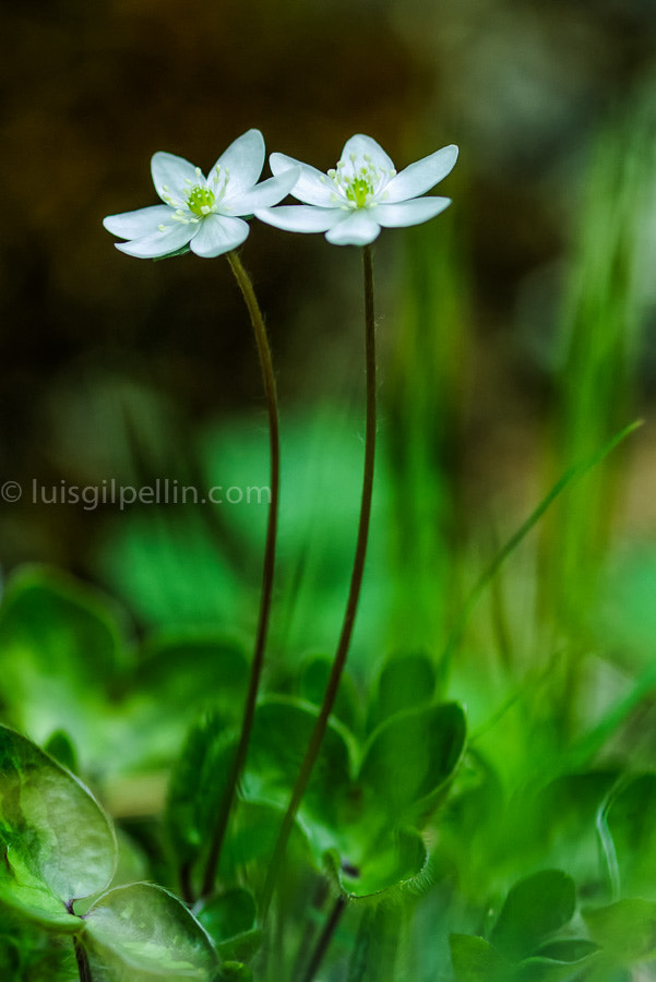 Nikon D200 + AF Micro-Nikkor 105mm f/2.8 sample photo. Hepaticas photography