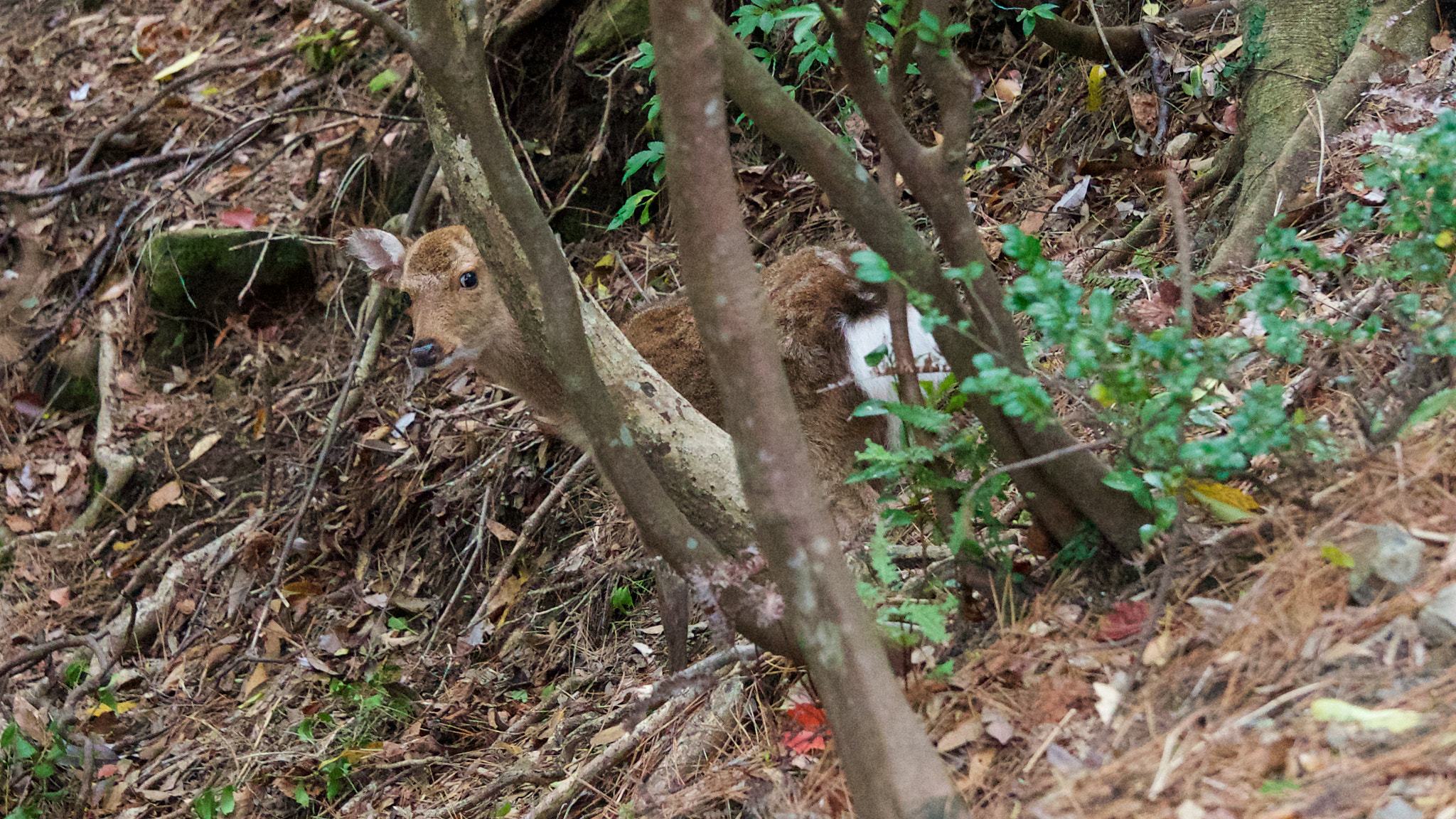 Sony a7S sample photo. A deer photography
