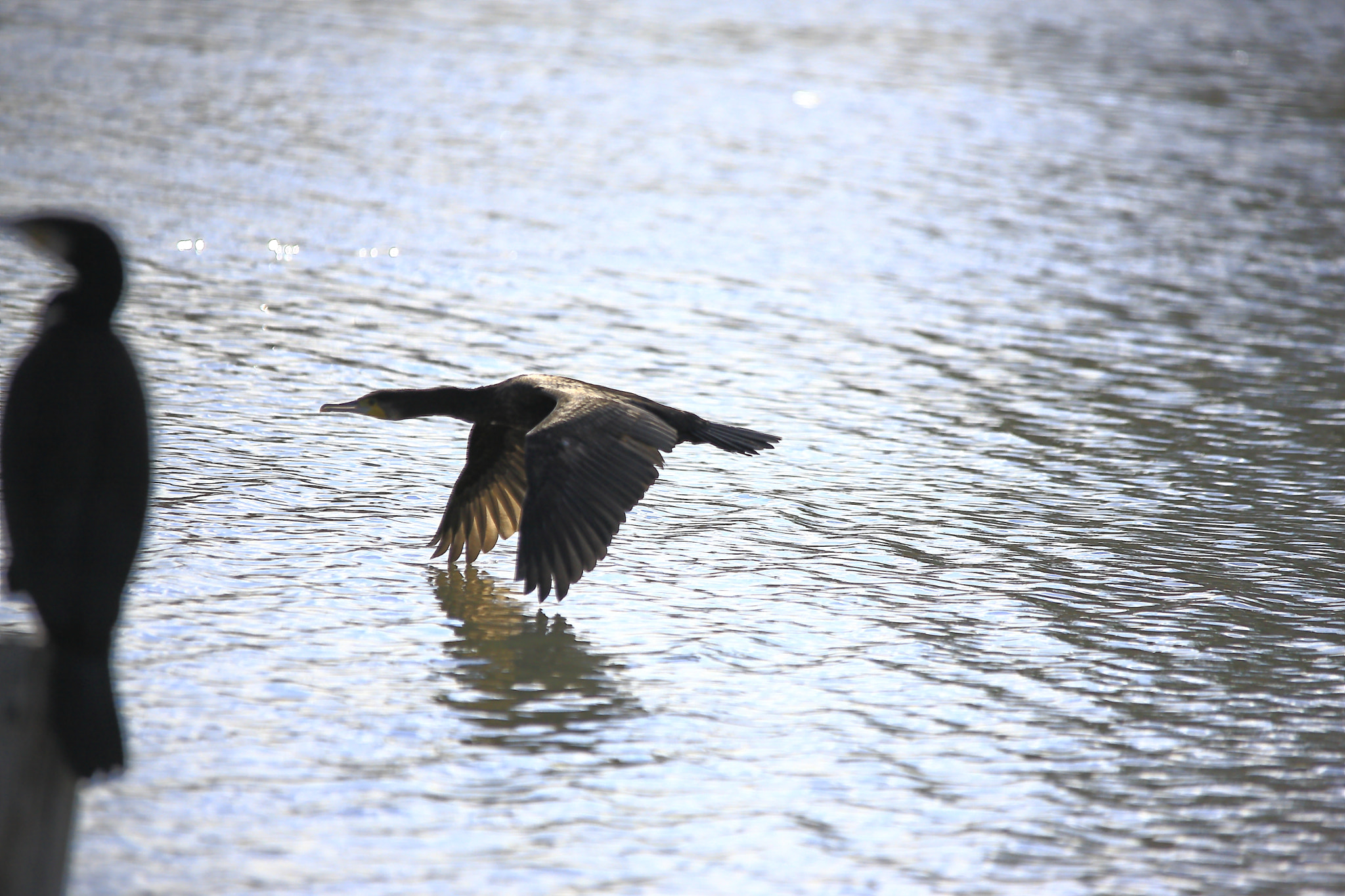 Sigma 150-500mm F5-6.3 DG OS HSM sample photo. Flight photography