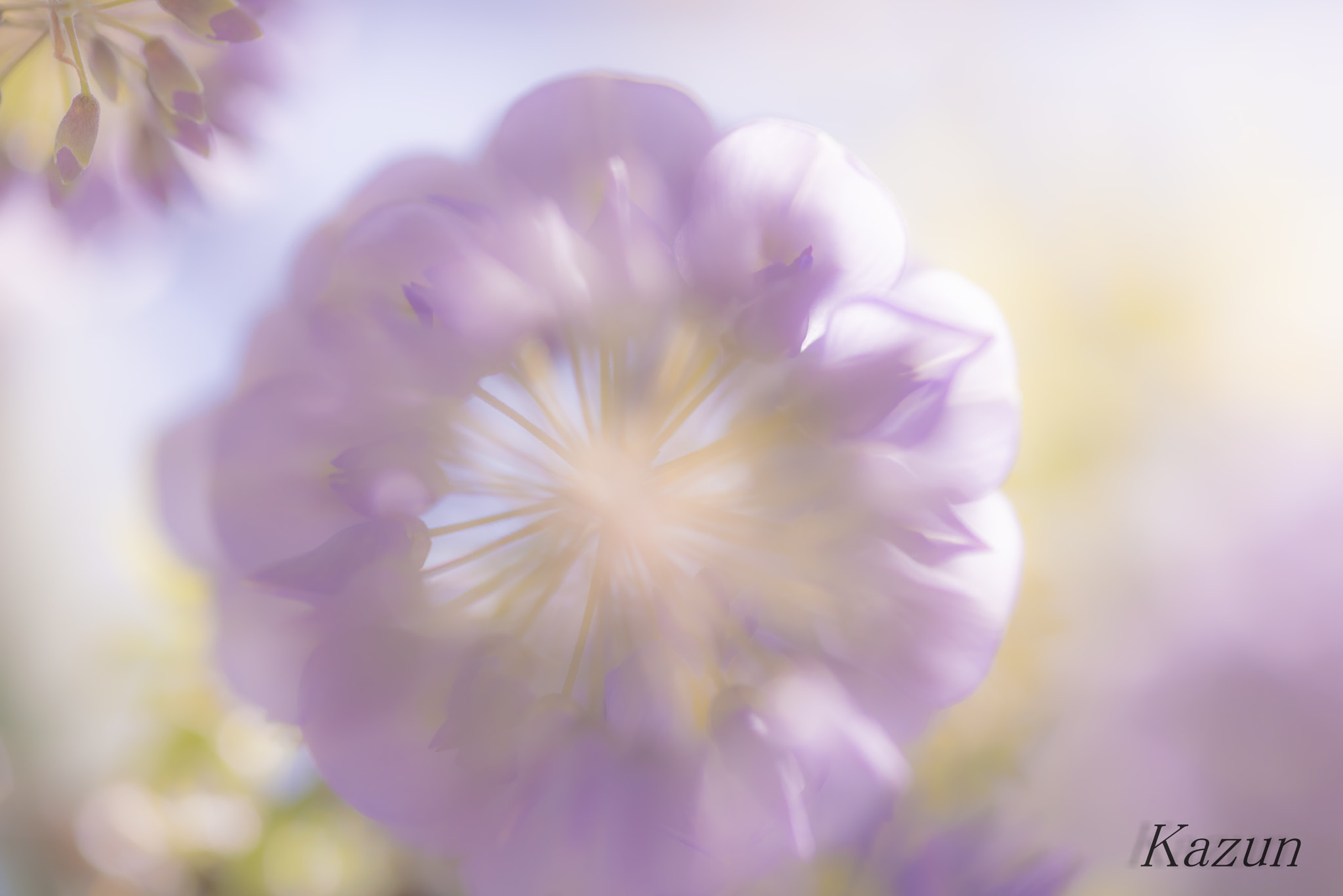 ZEISS Makro-Planar T* 100mm F2 sample photo. Metempsychosis photography