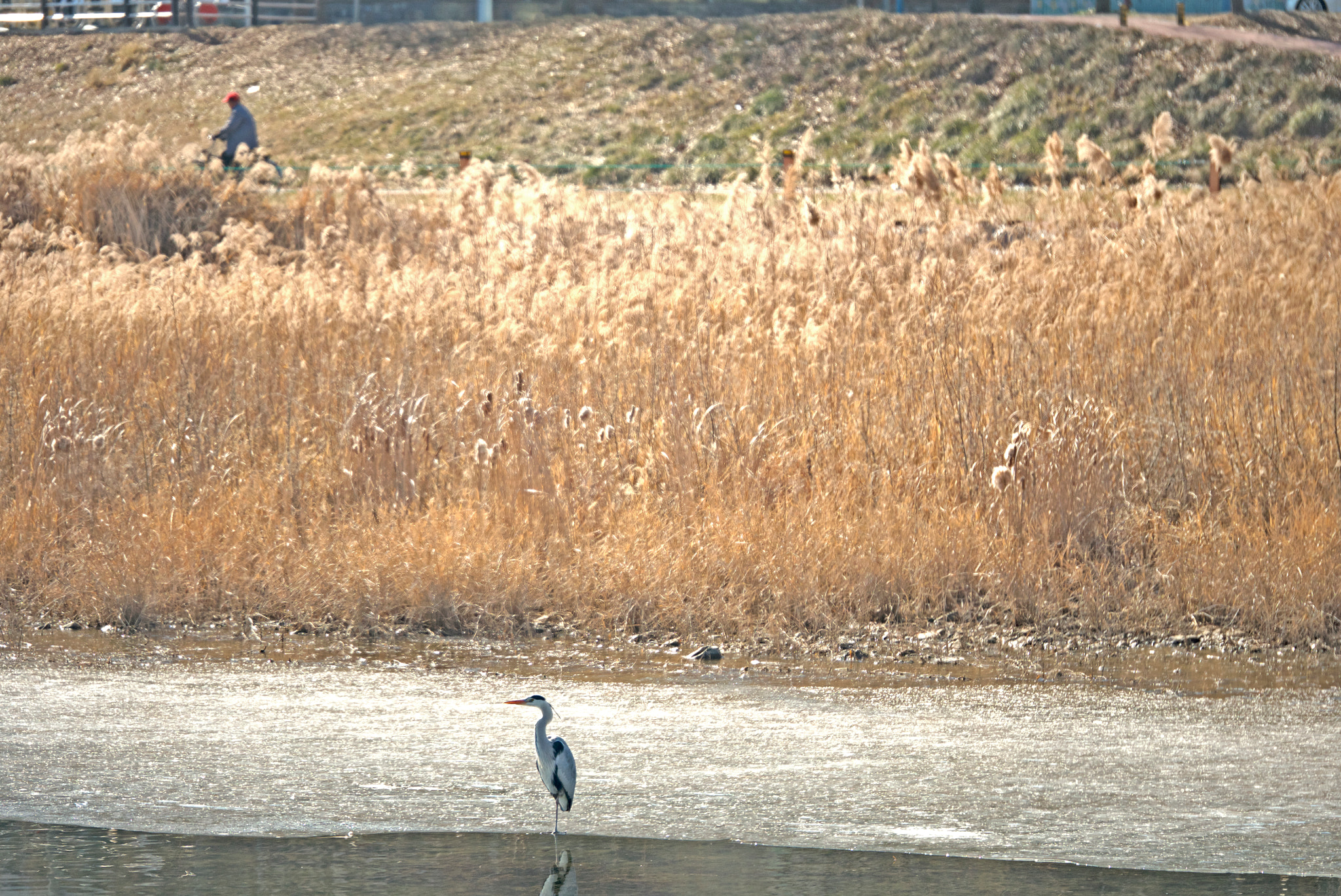Panasonic Lumix G X Vario 35-100mm F2.8 OIS sample photo. Bird photography