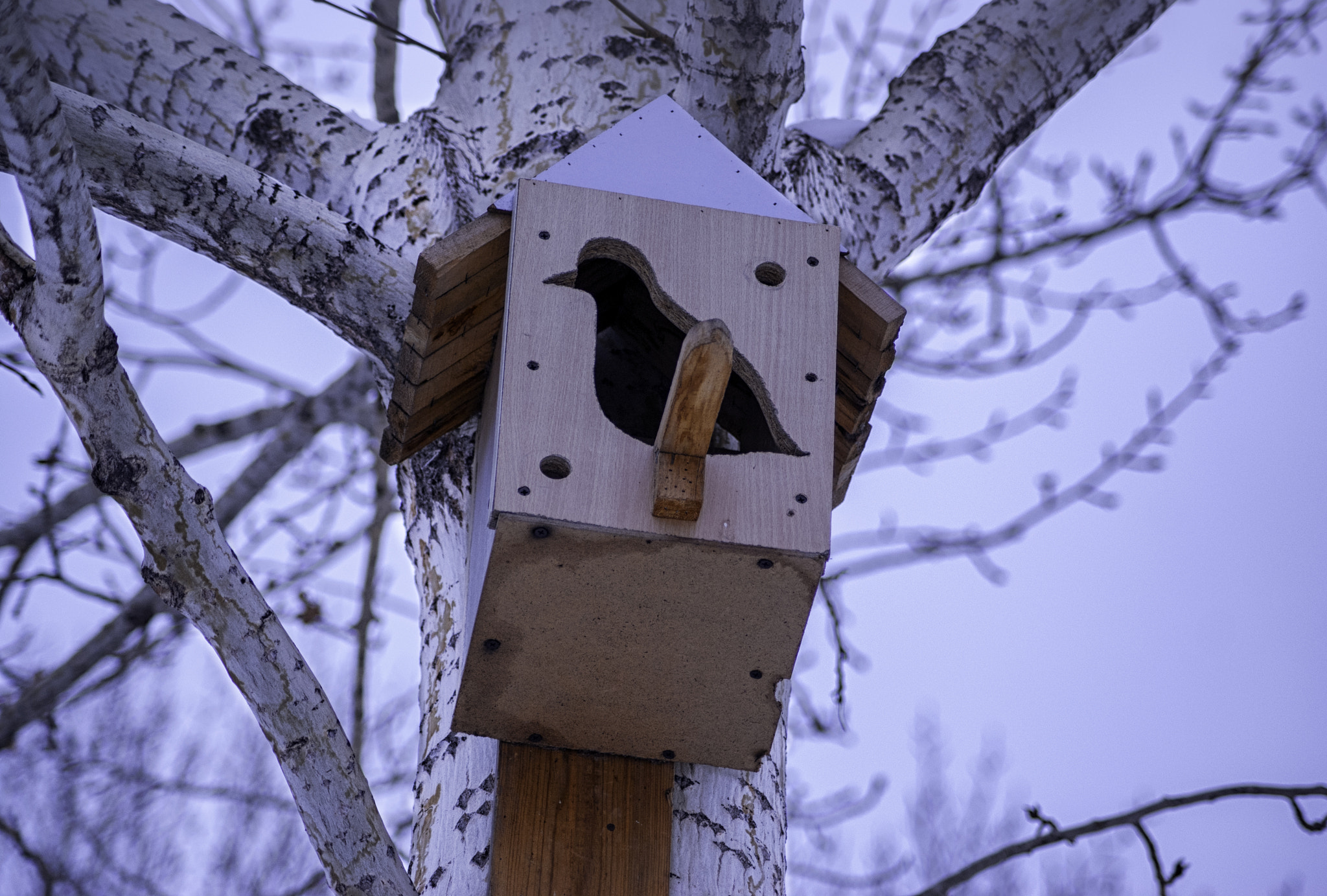 Sony Alpha DSLR-A330 sample photo. Snowy spring day photography