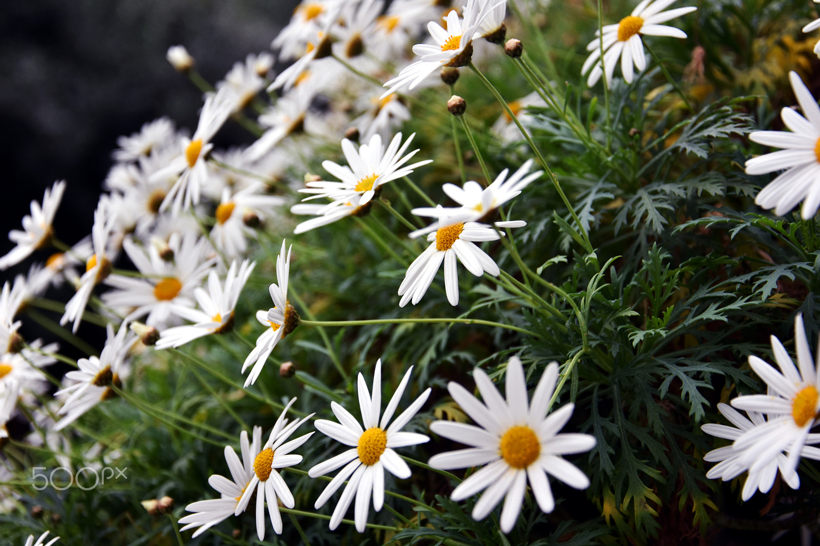 Nikon D7200 + AF Nikkor 50mm f/1.8 N sample photo. Flowers photography