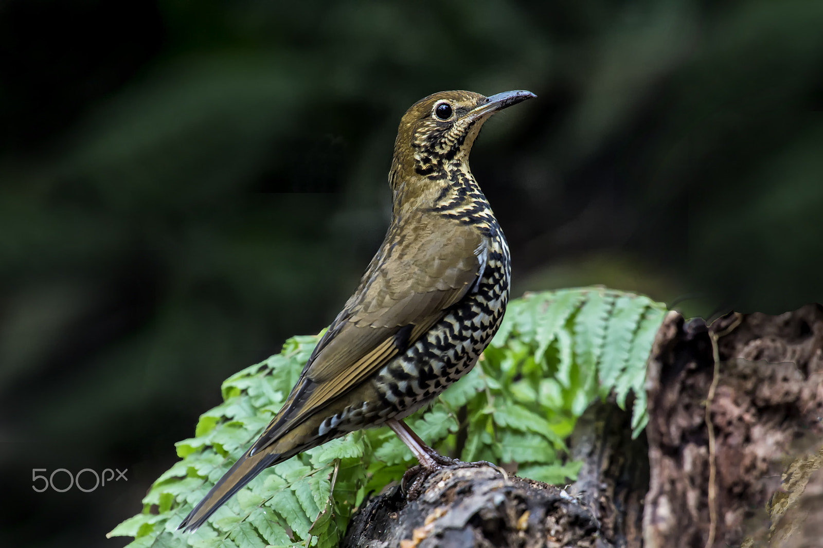 Nikon AF-S Nikkor 400mm F2.8G ED VR II sample photo. Himalayan forest thrust photography