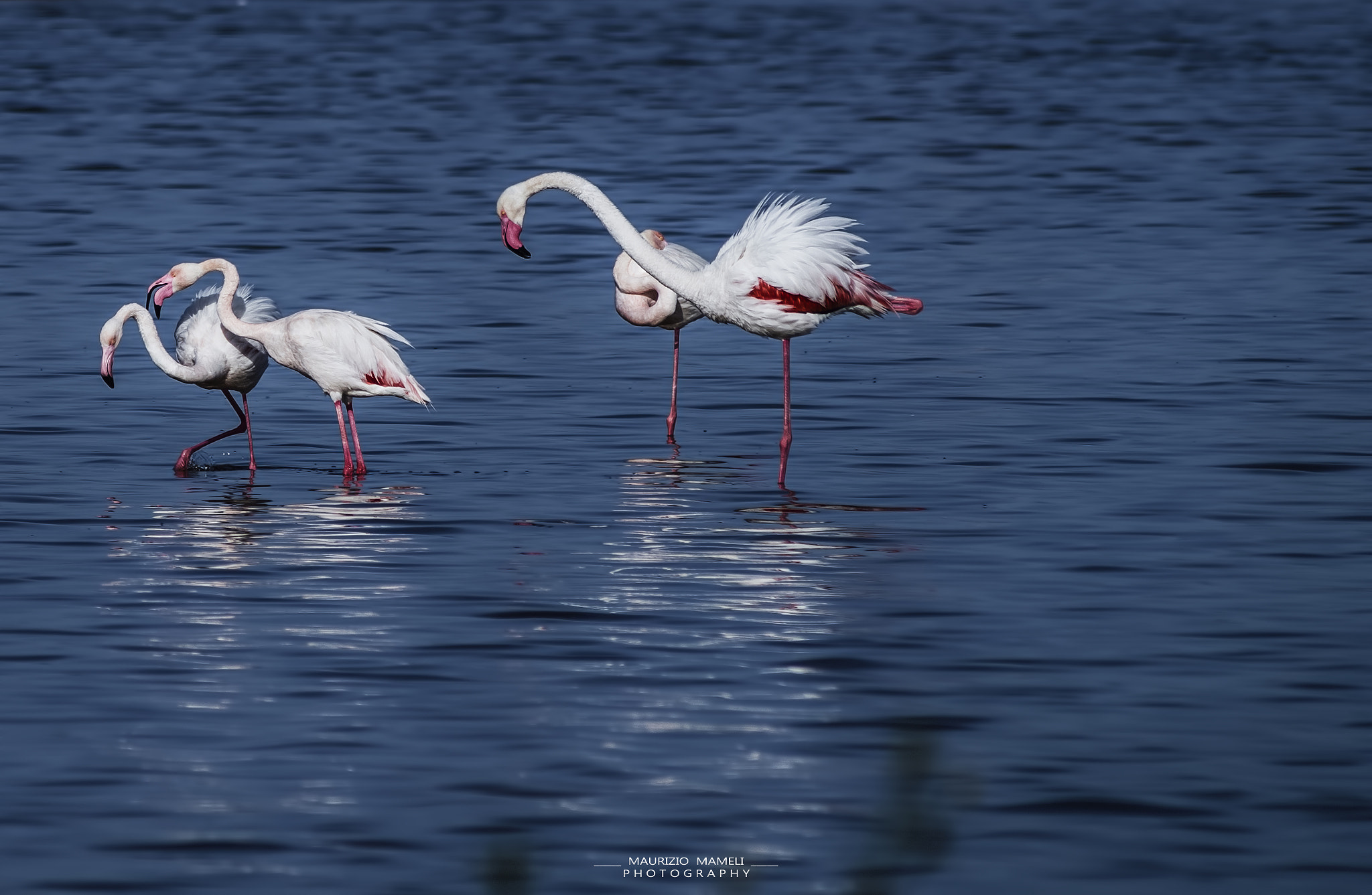 Pentax K-50 + Sigma sample photo. Pink flamingo photography