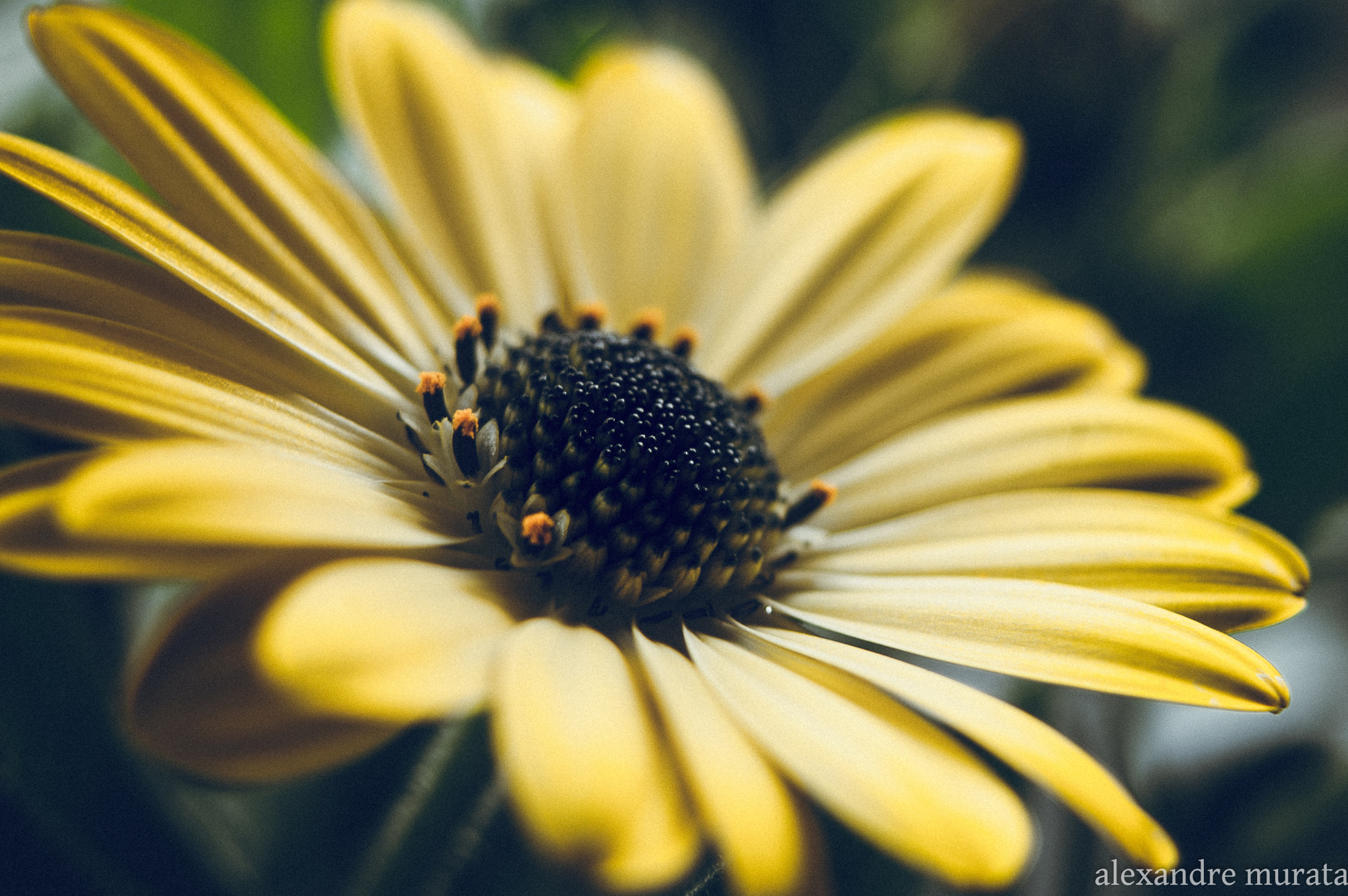 AF Zoom-Nikkor 28-80mm f/3.5-5.6D sample photo