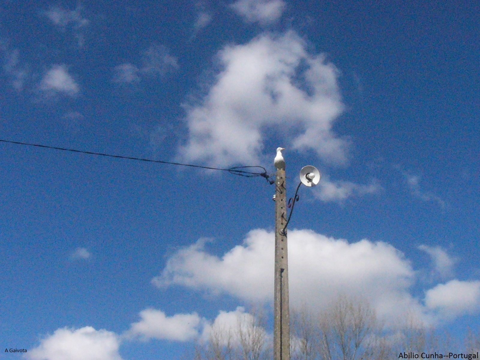 Panasonic DMC-FZ1 sample photo. A gaivota no candeeiro publico photography
