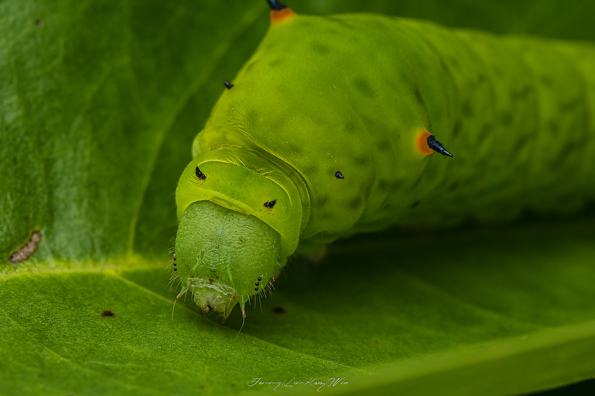 Pentax smc D-FA 100mm F2.8 macro sample photo. Edit photography