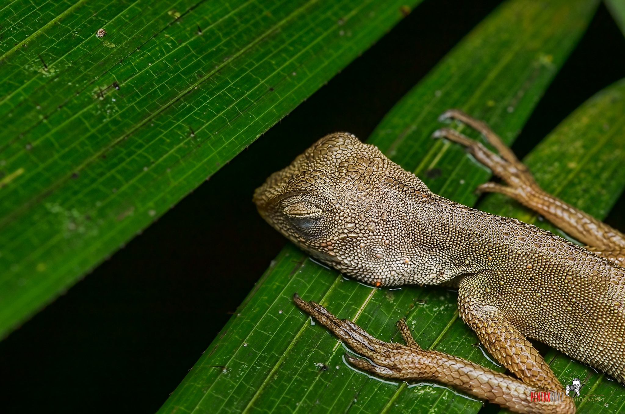 Pentax smc D-FA 100mm F2.8 macro sample photo. Edit photography