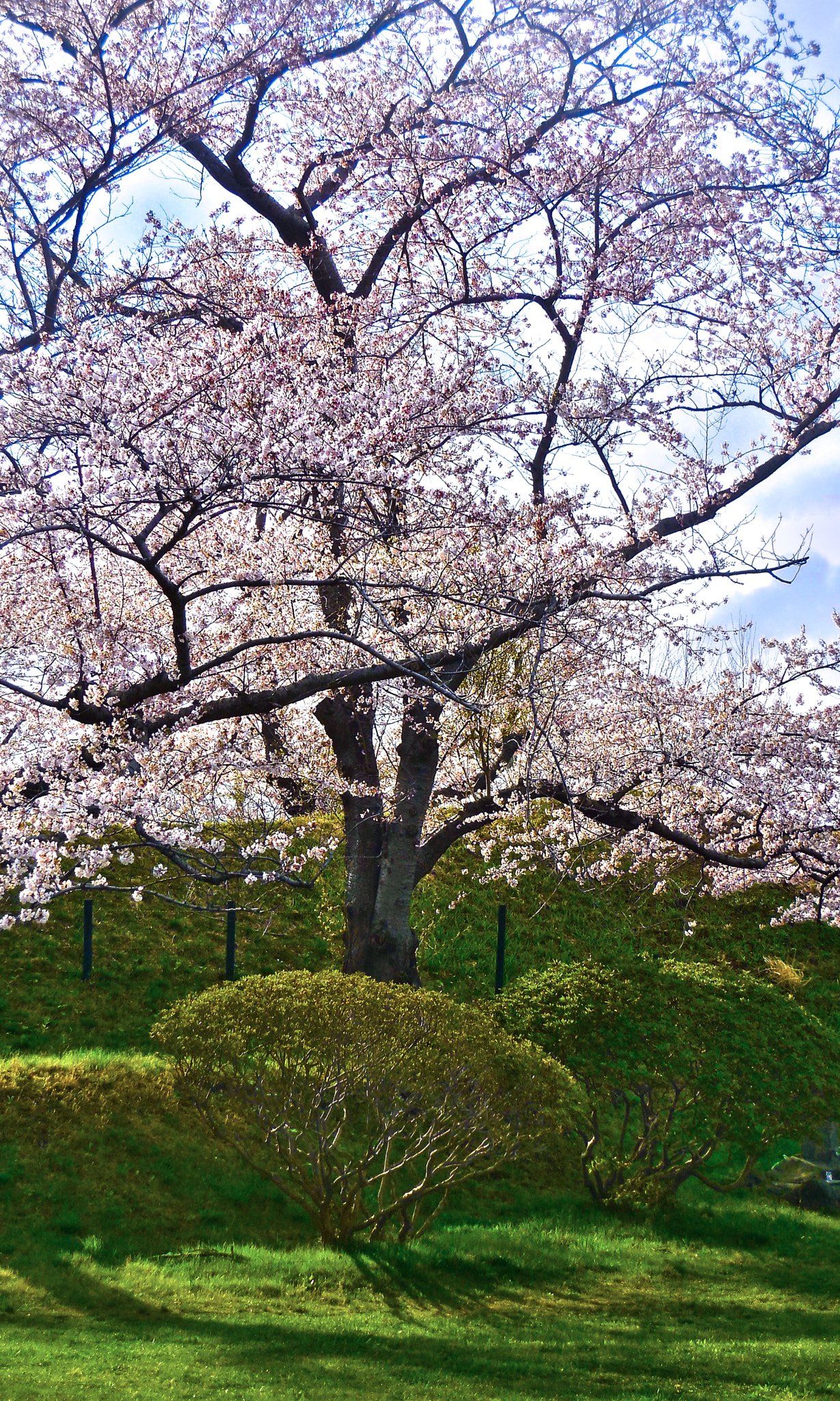 Nikon Coolpix S6400 sample photo. Springtime in japan photography